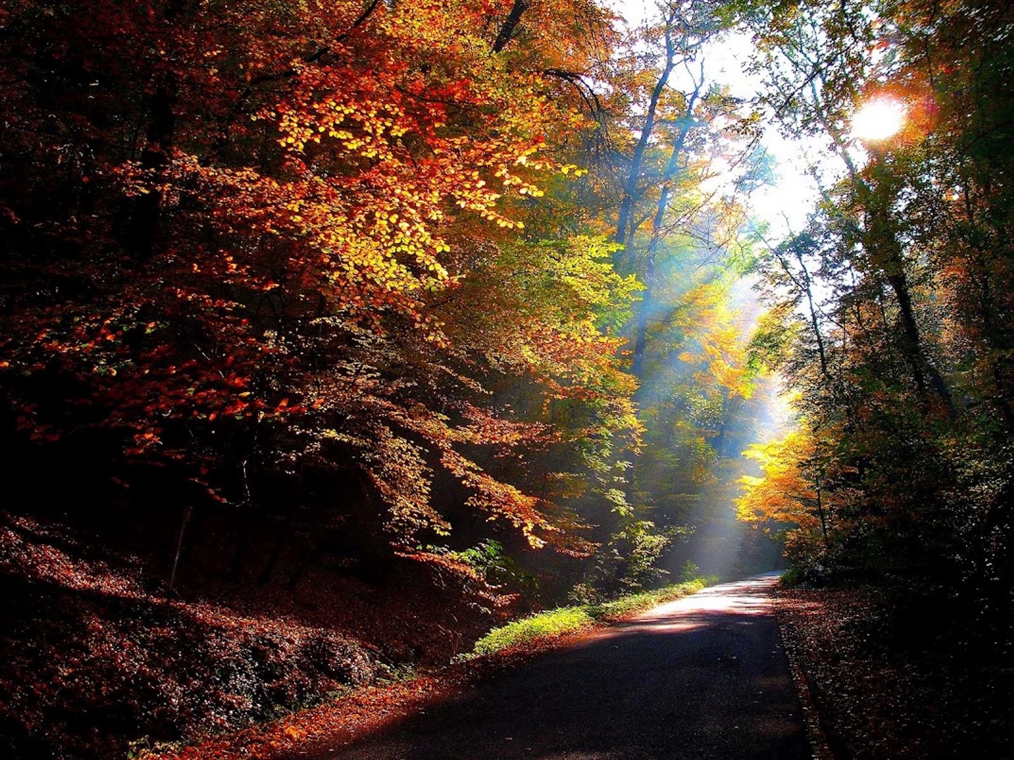 Sunlight streaming through trees with road through the forest which is displaying fall colors.