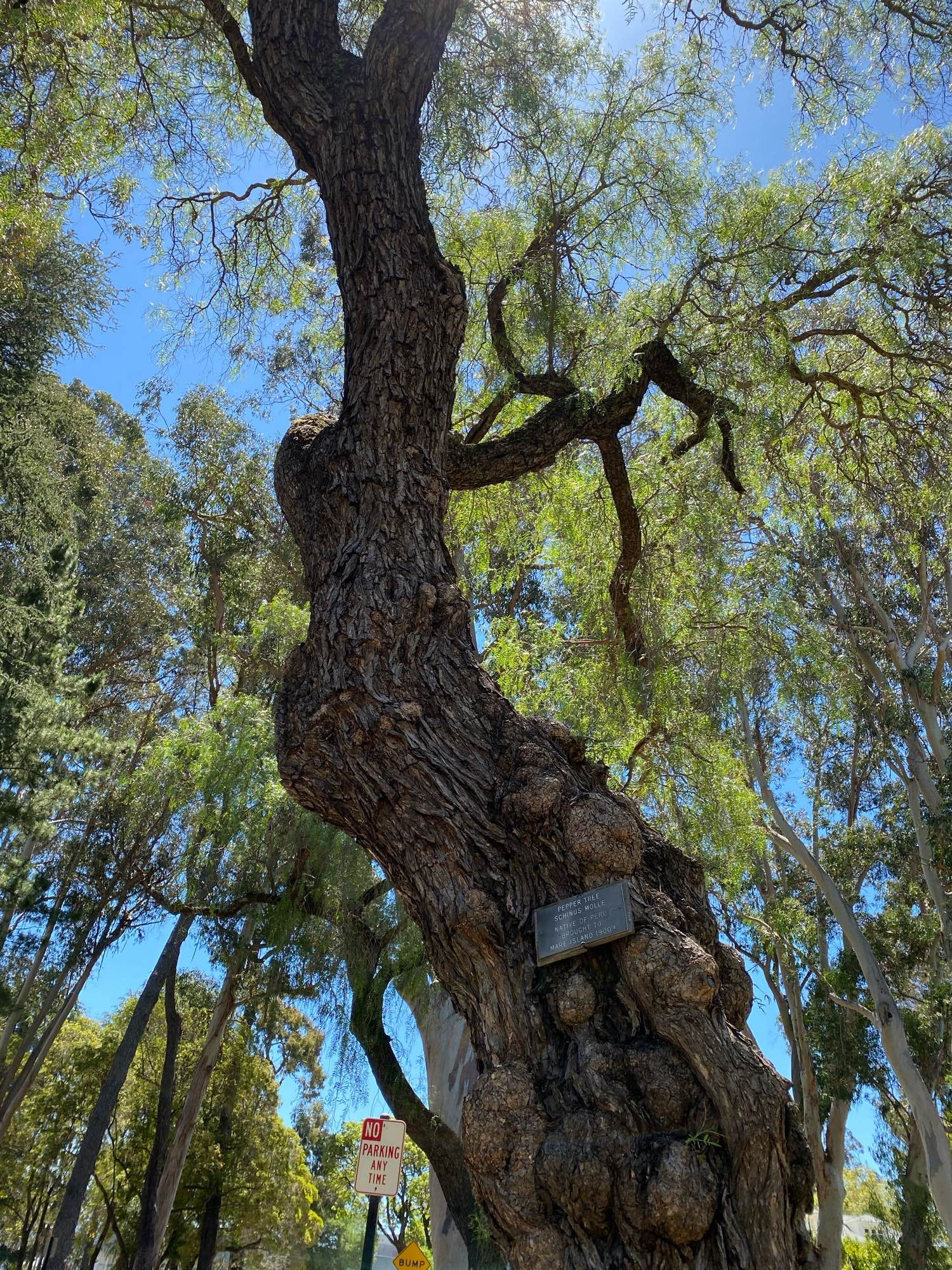 Pepper tree transplanted from Peru, located at the Mare Island naval base