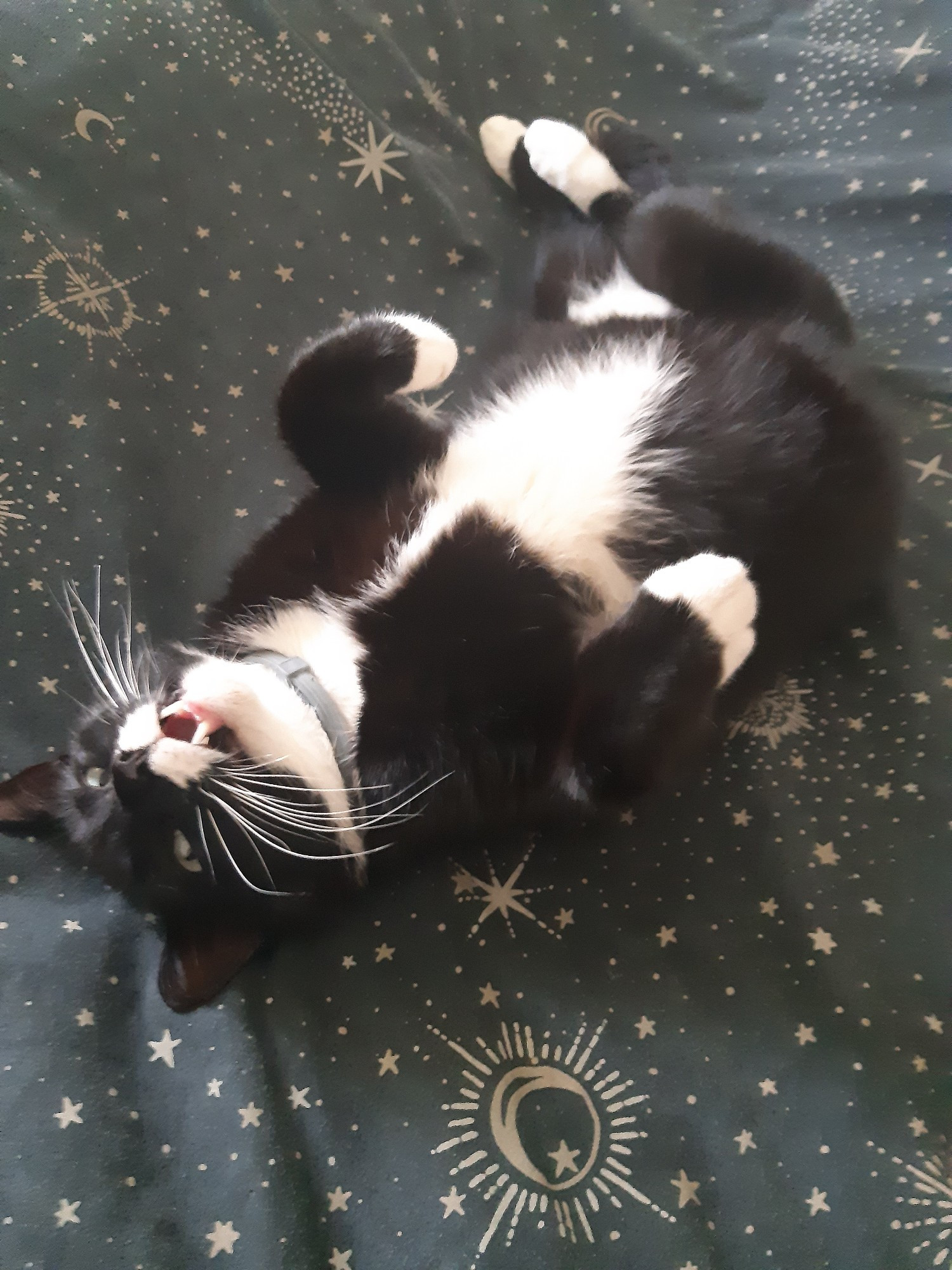 a tuxedo cat laying on his back mouth open asking for pats