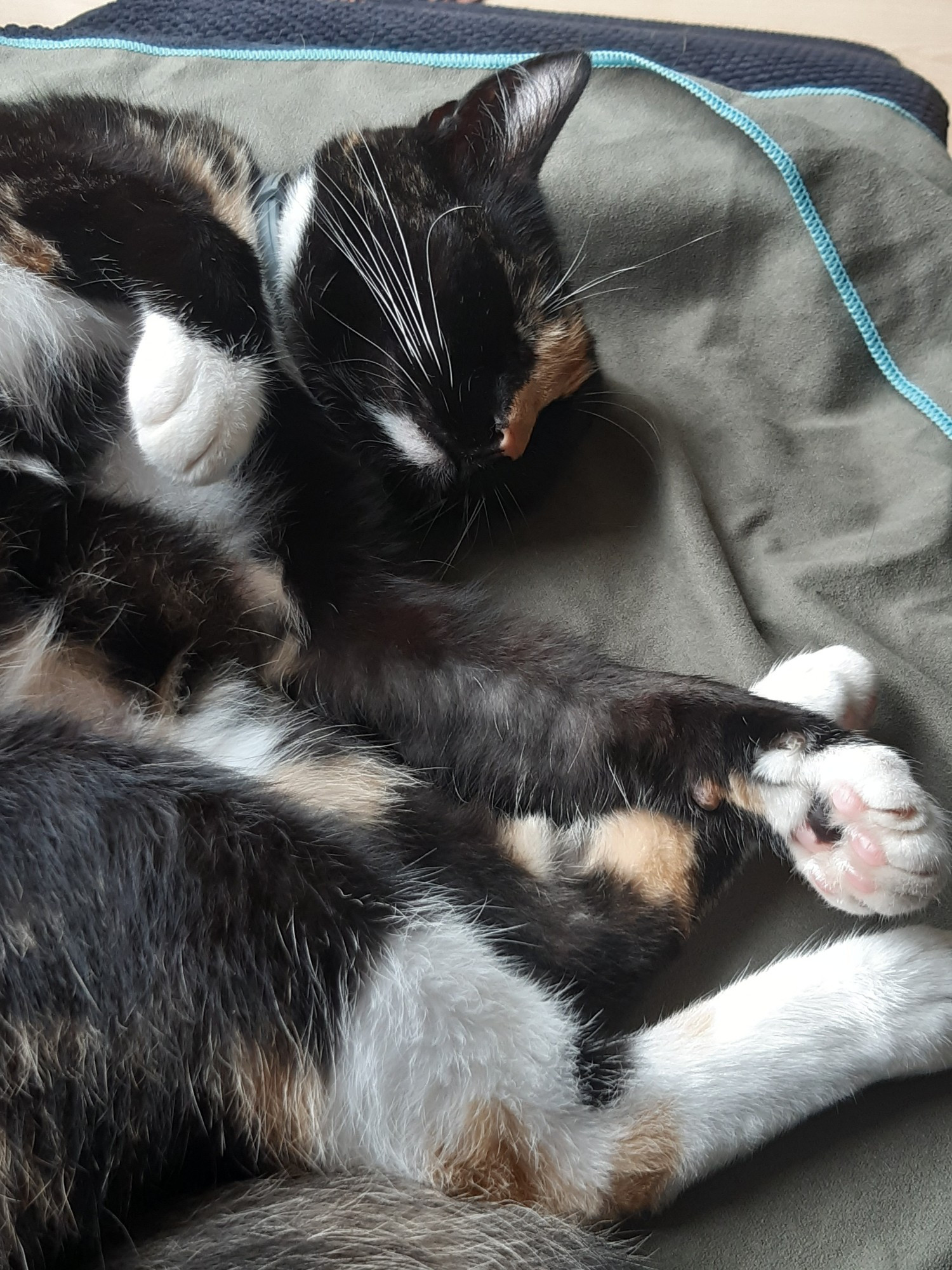 a tortoiseshell cat sleeping on her side