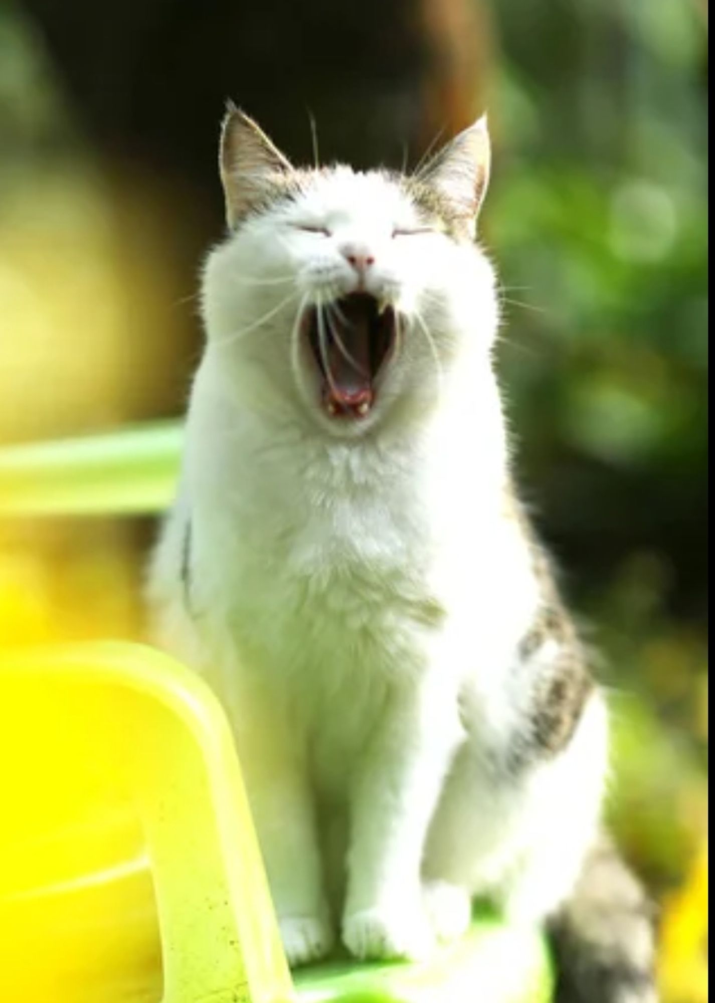 Weiße Katze sttzt draußen auf einem Gartentisch, der Hintergrund ist unscharf verschwommen. Sie hat ihren Mund weit geöffnet und die Augen geschlossen