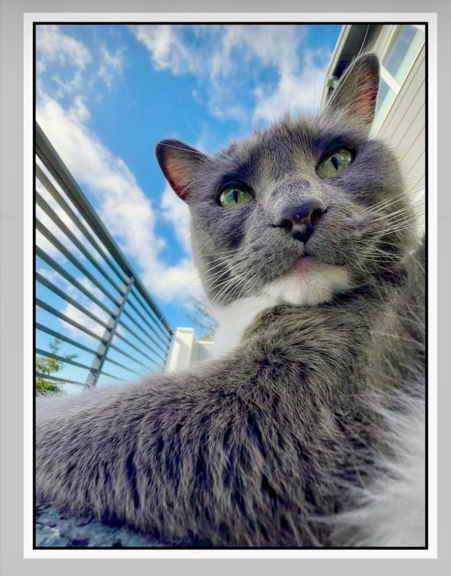 Gray and white cat looks down on you with utter contempt