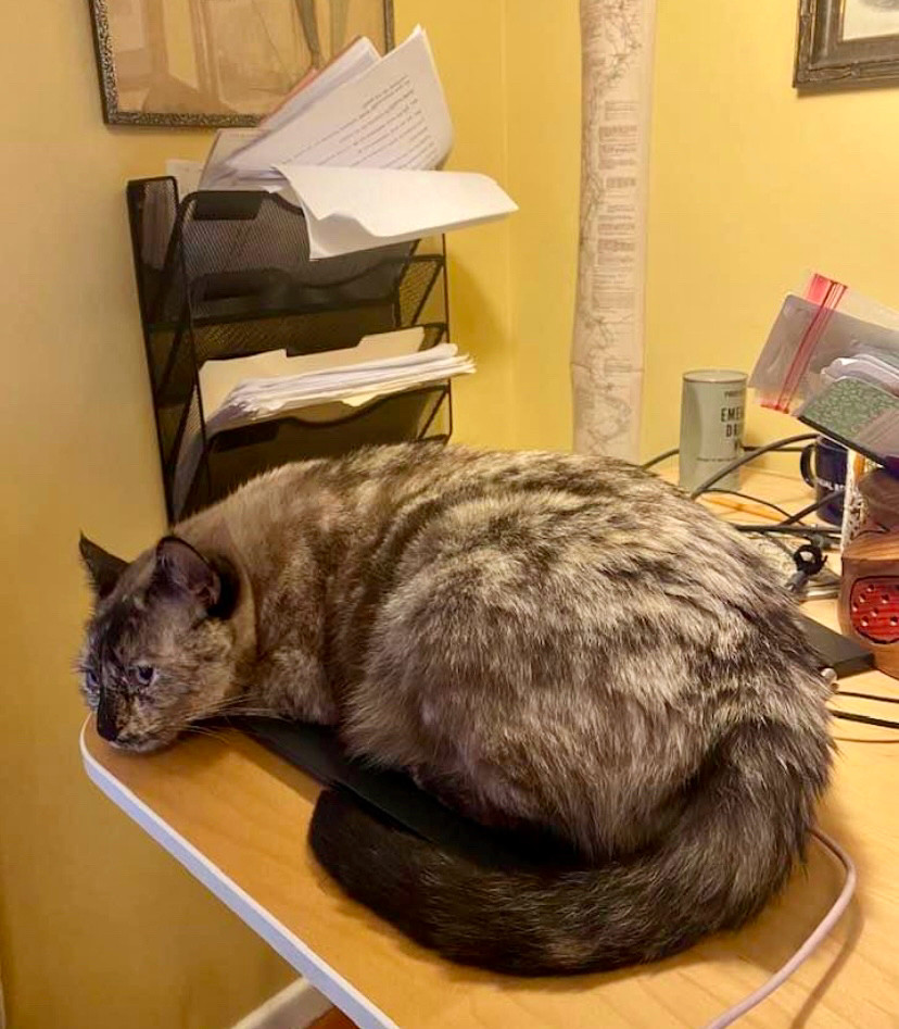 Nutmeg is a considerate cat who is just keeping your laptop warm for you.