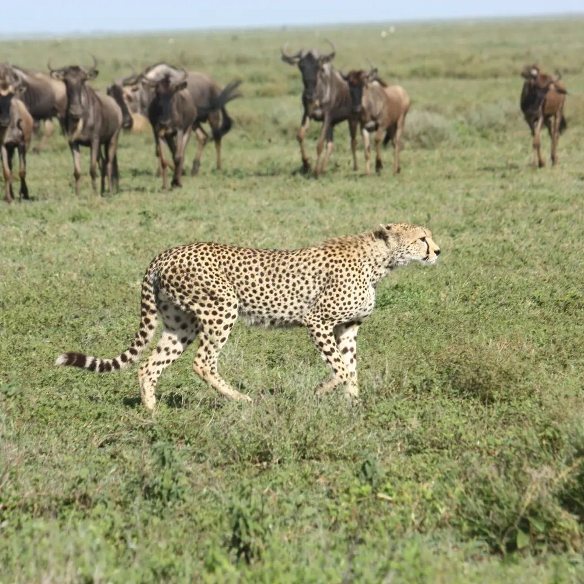 cheetahhuntserengeti