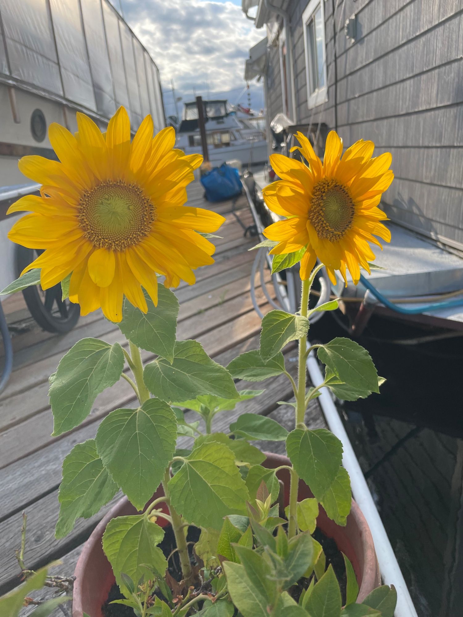 Photo of two cheery yellow sunflowers in a pot on a wooden dock, with a mild blue-gray sky behind.