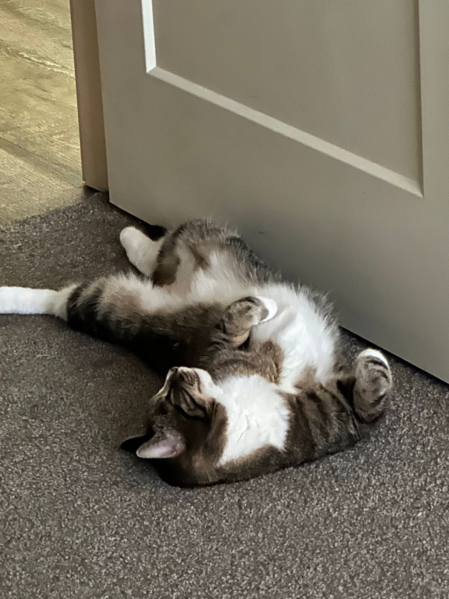 A gray tabby cat with a white belly and paws lies on her back on gray carpet beside a door. Her eyes are closed and her front paws are curled.