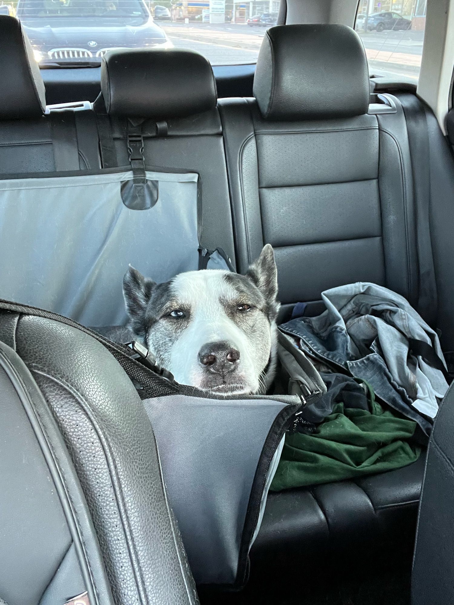 A dog is lying down in a large cloth bucket in the back seat of a car that is designed to keep him from sliding or slipping. The dog's head is resting on the top of the bucket and he looks sleepy.