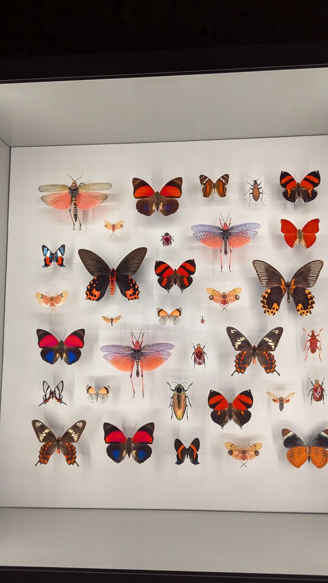 A few dozen butterflies, beetles and other insects mounted with red hued open wings and bodies in a brightly lit display case.