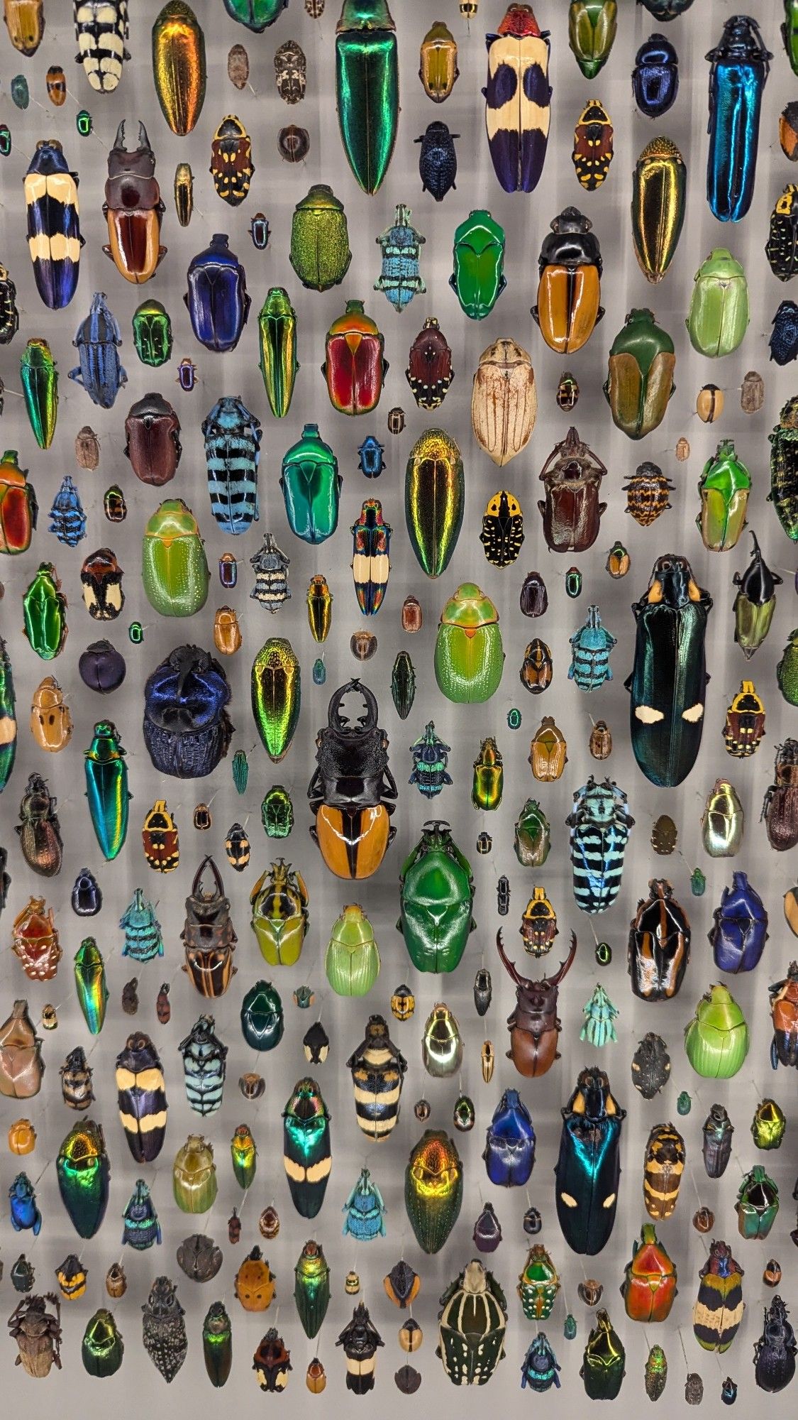 Brilliant, colorful, iridescent beetles meticulously arranged in a brightly lit display case.