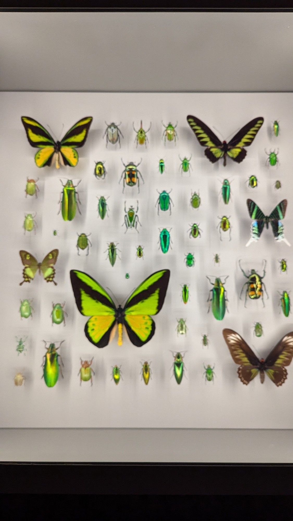 Butterflies and beetles all in various shades of green and yellow with black and brown in a brightly lit display case