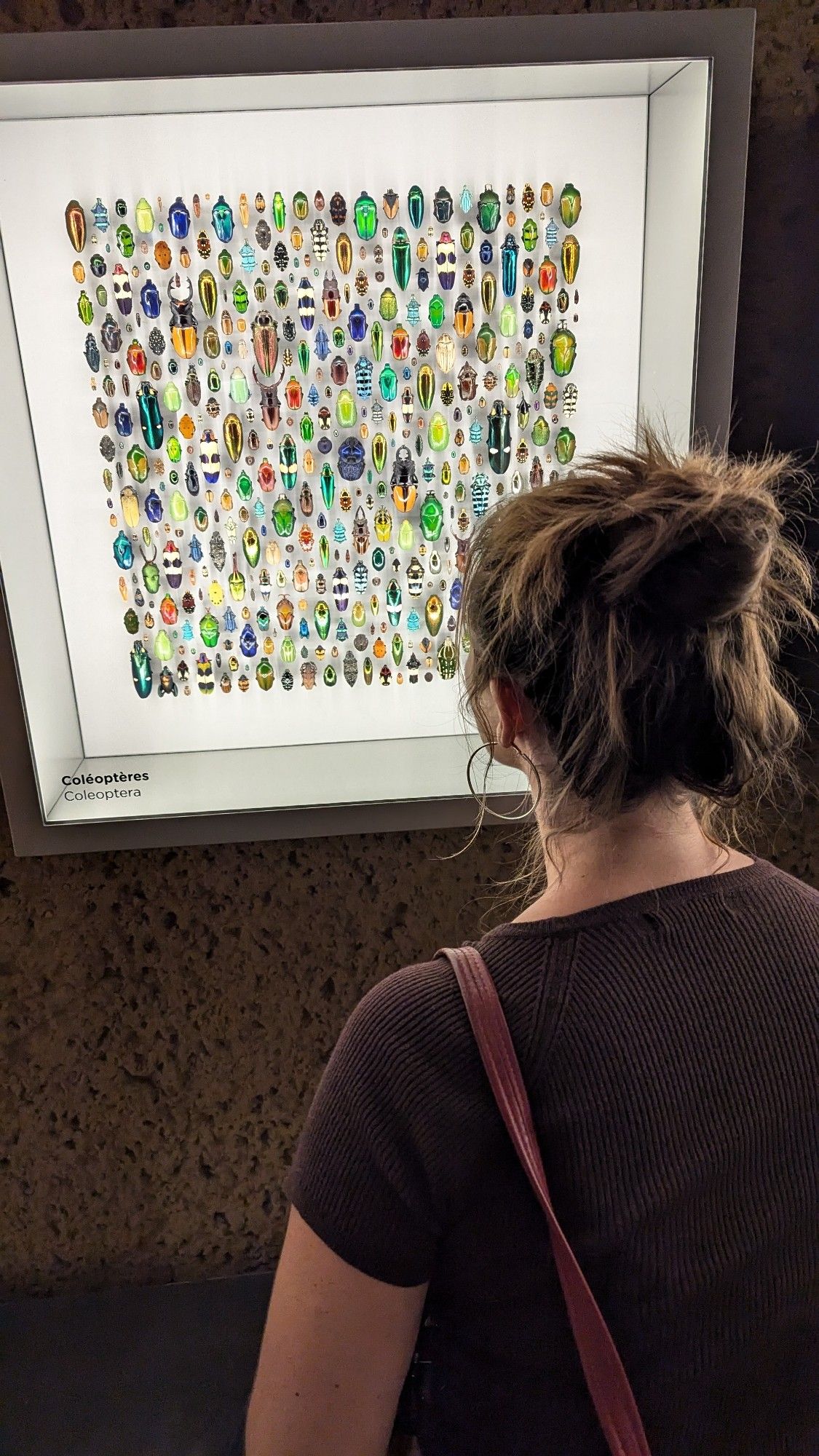 A young woman with a messy brown bun and short sleeved brown sweater faces away from the camera looking at a display of wildly colorful and varied beetles.