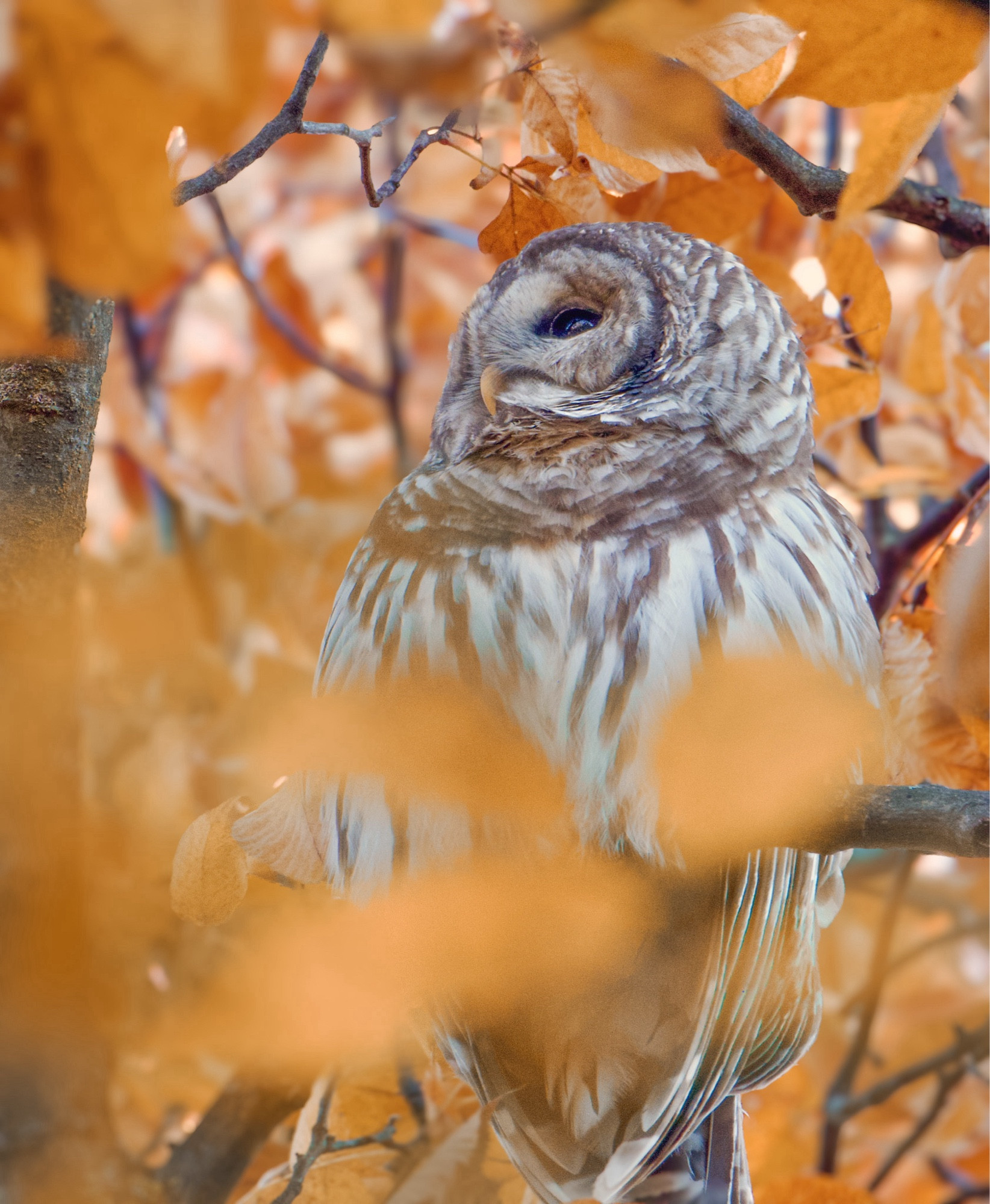 Barred Owl in the Fall foliage