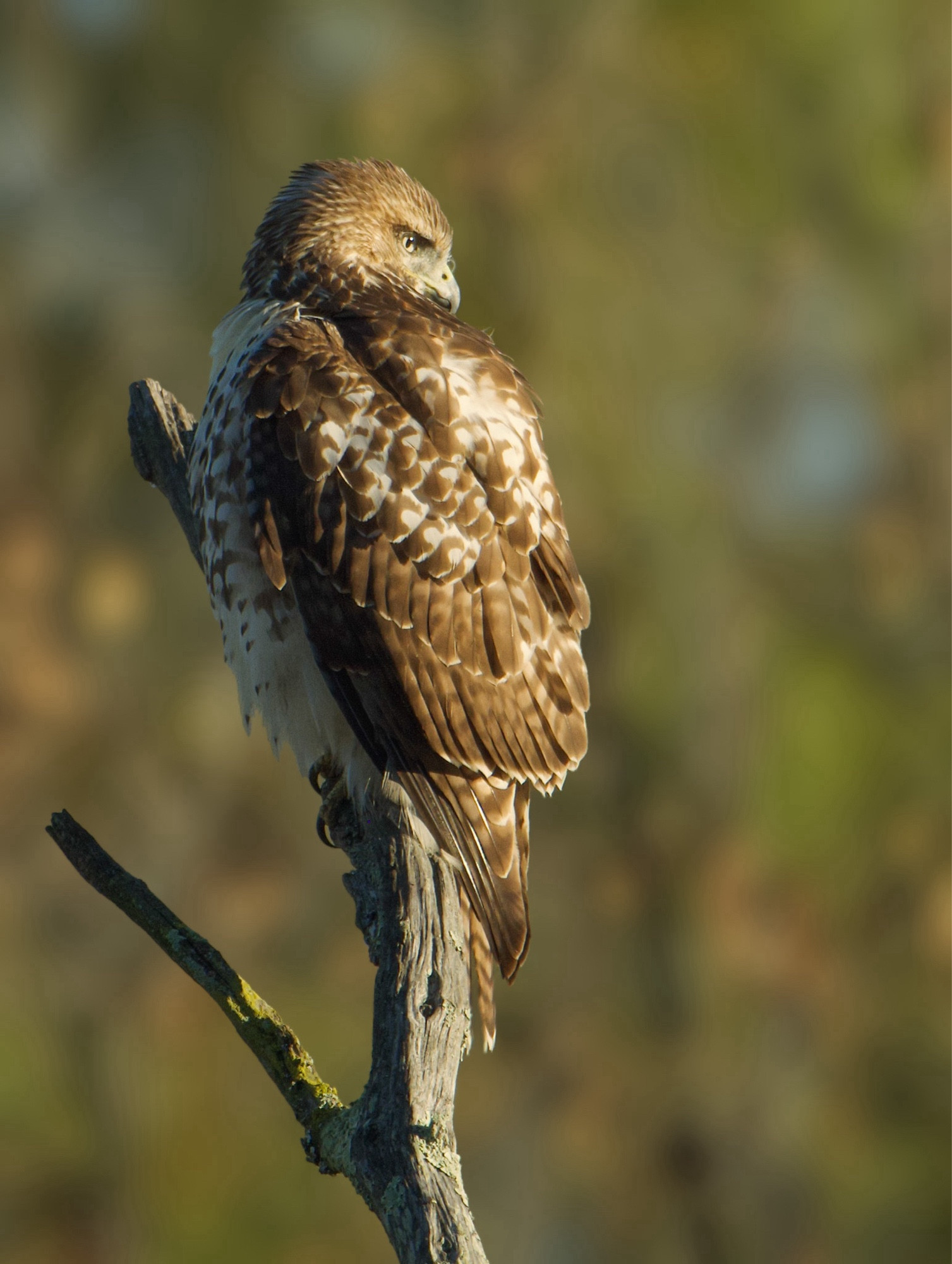 Hawk on a branch.