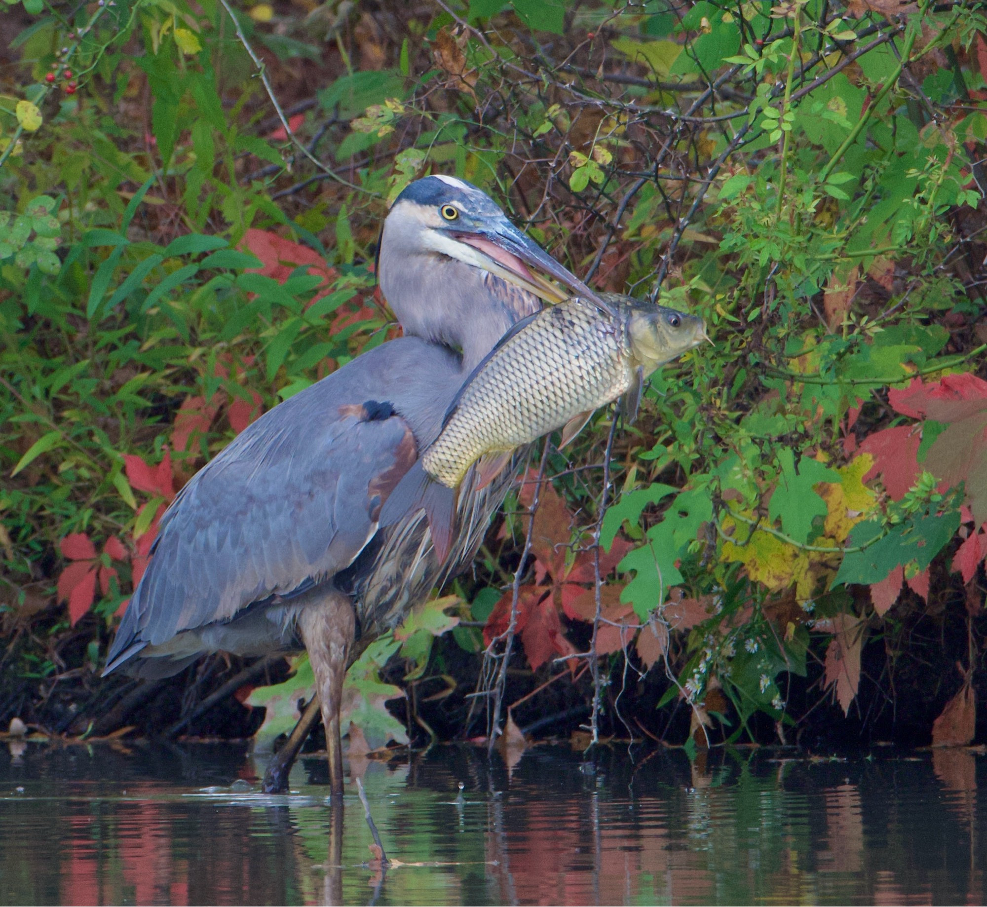 Blue Heron with a big fish.