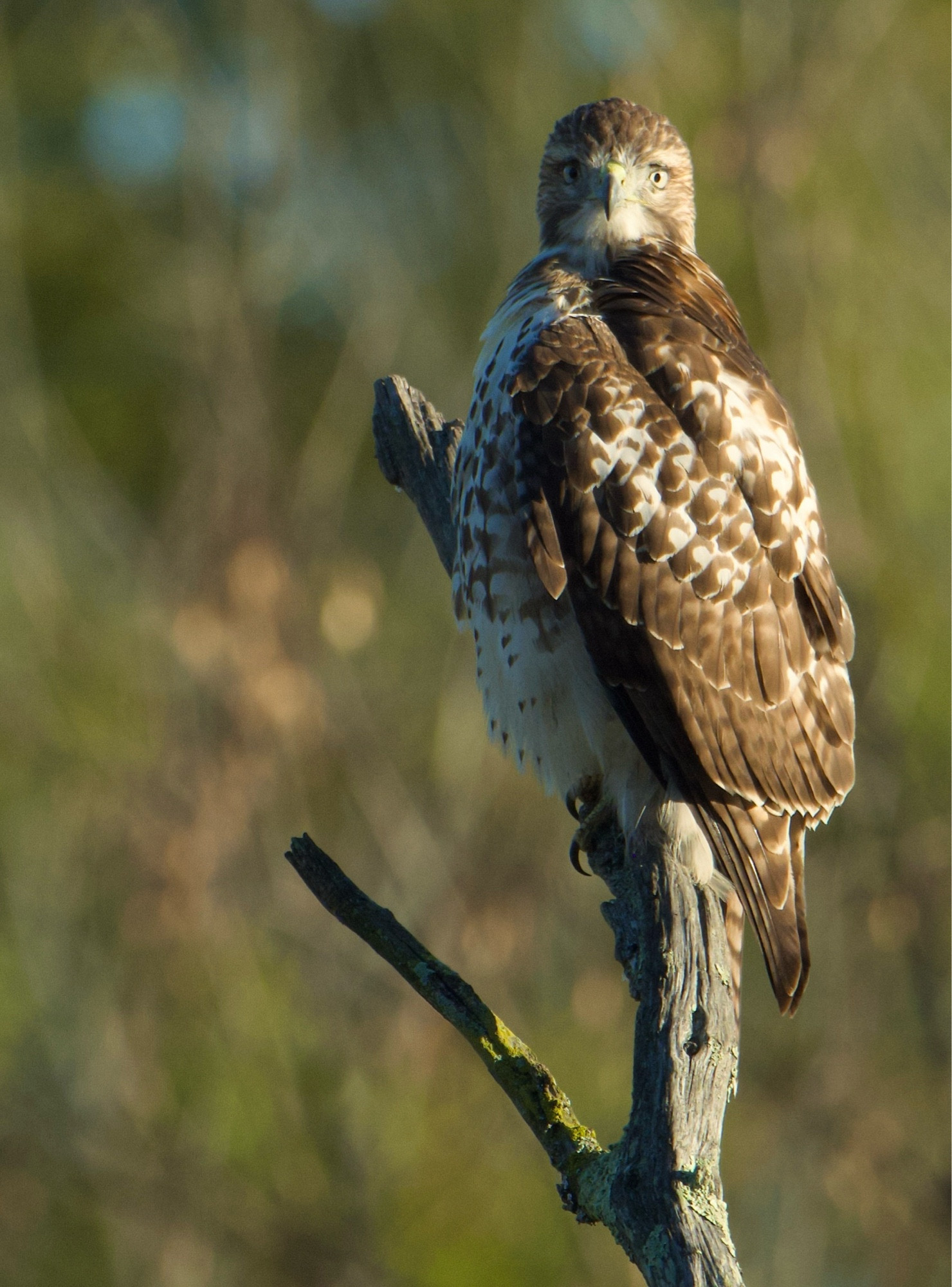 Cooper’s Hawk staring at me.