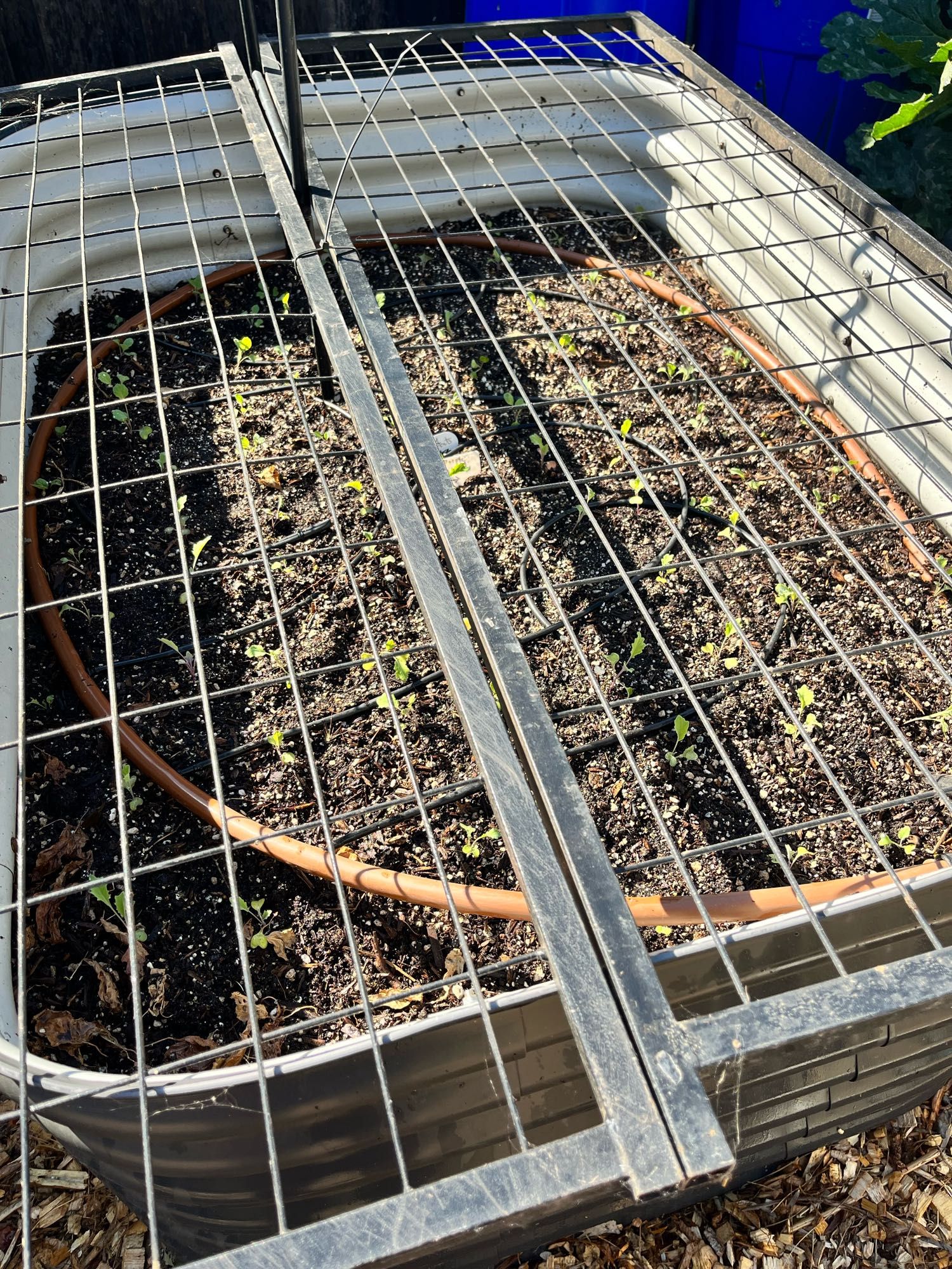 Seedlings planted and protected