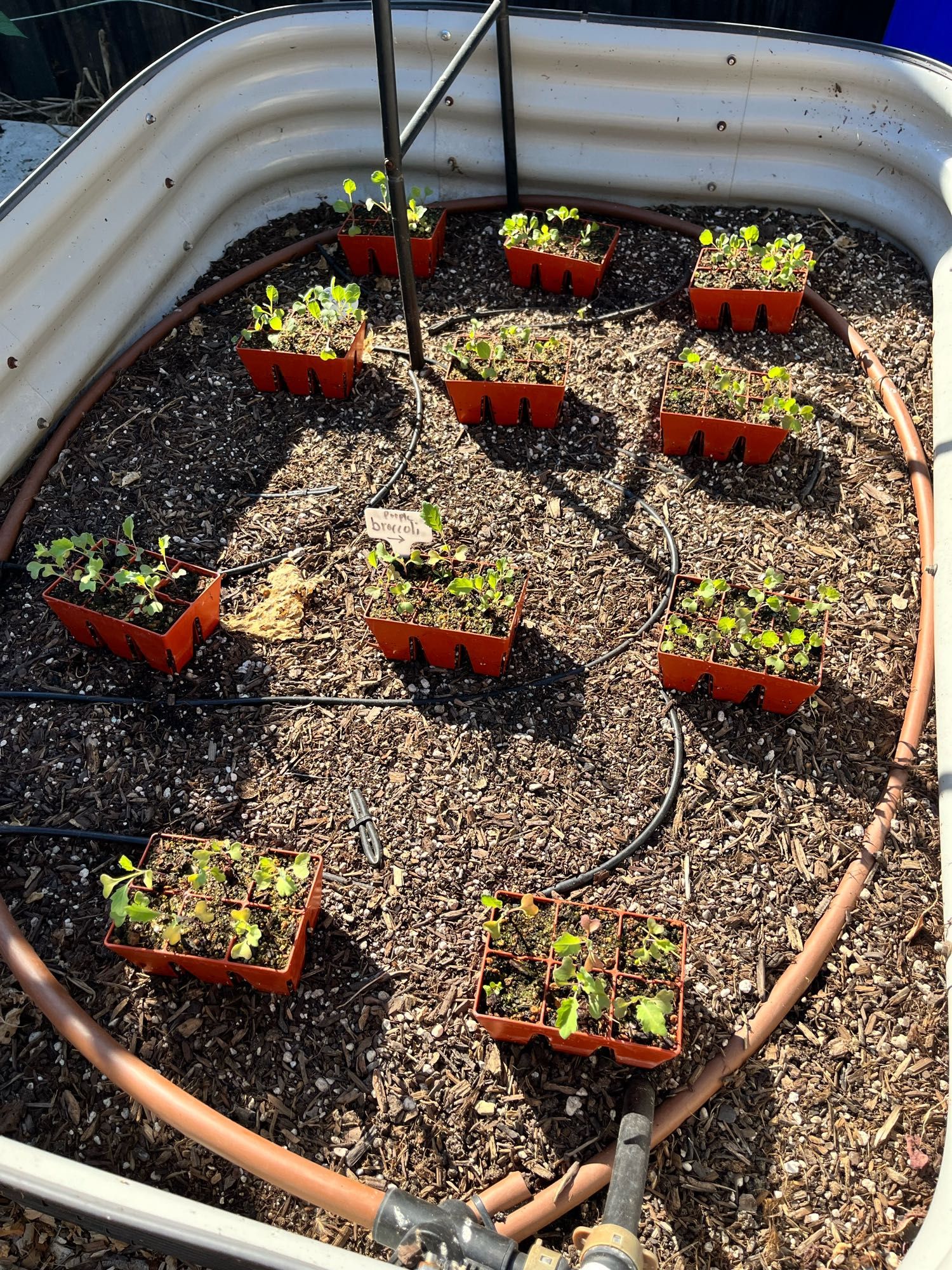 Seedlings ready to plant