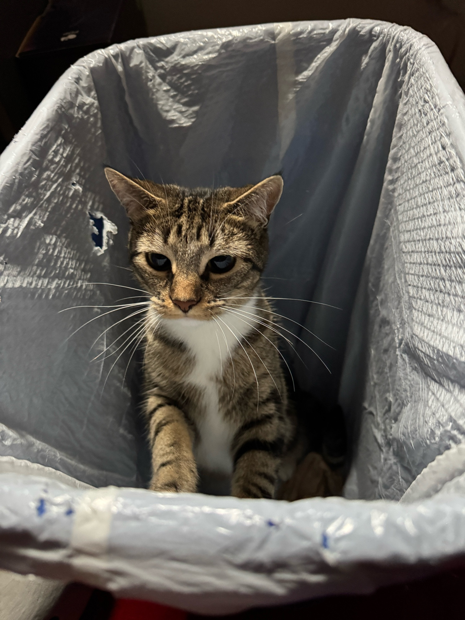 Robin in a trash can