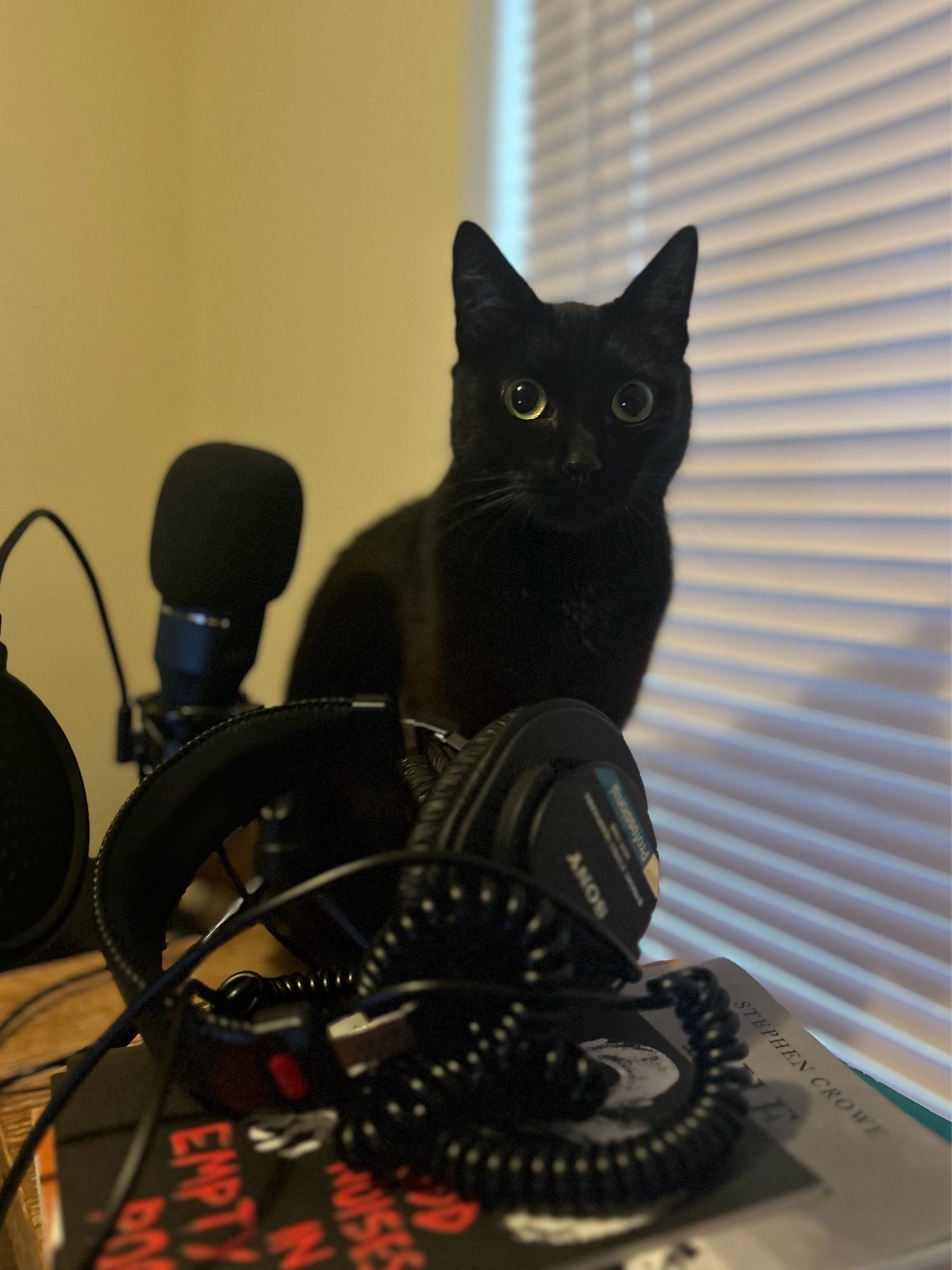 A small black cat sitting behind a pair of headphones and a stack of books