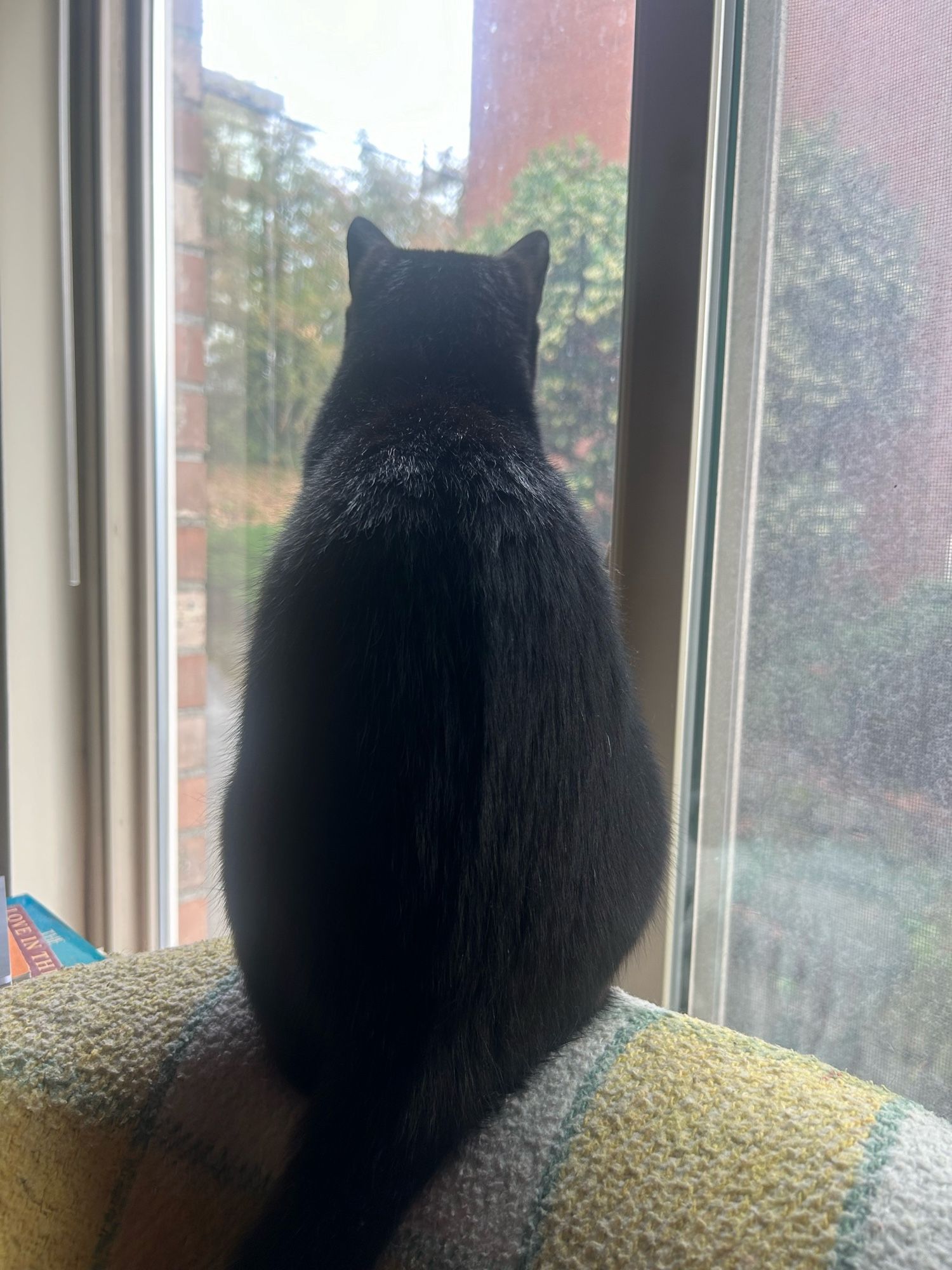 a small black cat staring out a window (obviously from a photo you can’t tell but she’s doing that chittering cat thing when they look at a bird or squirrel)