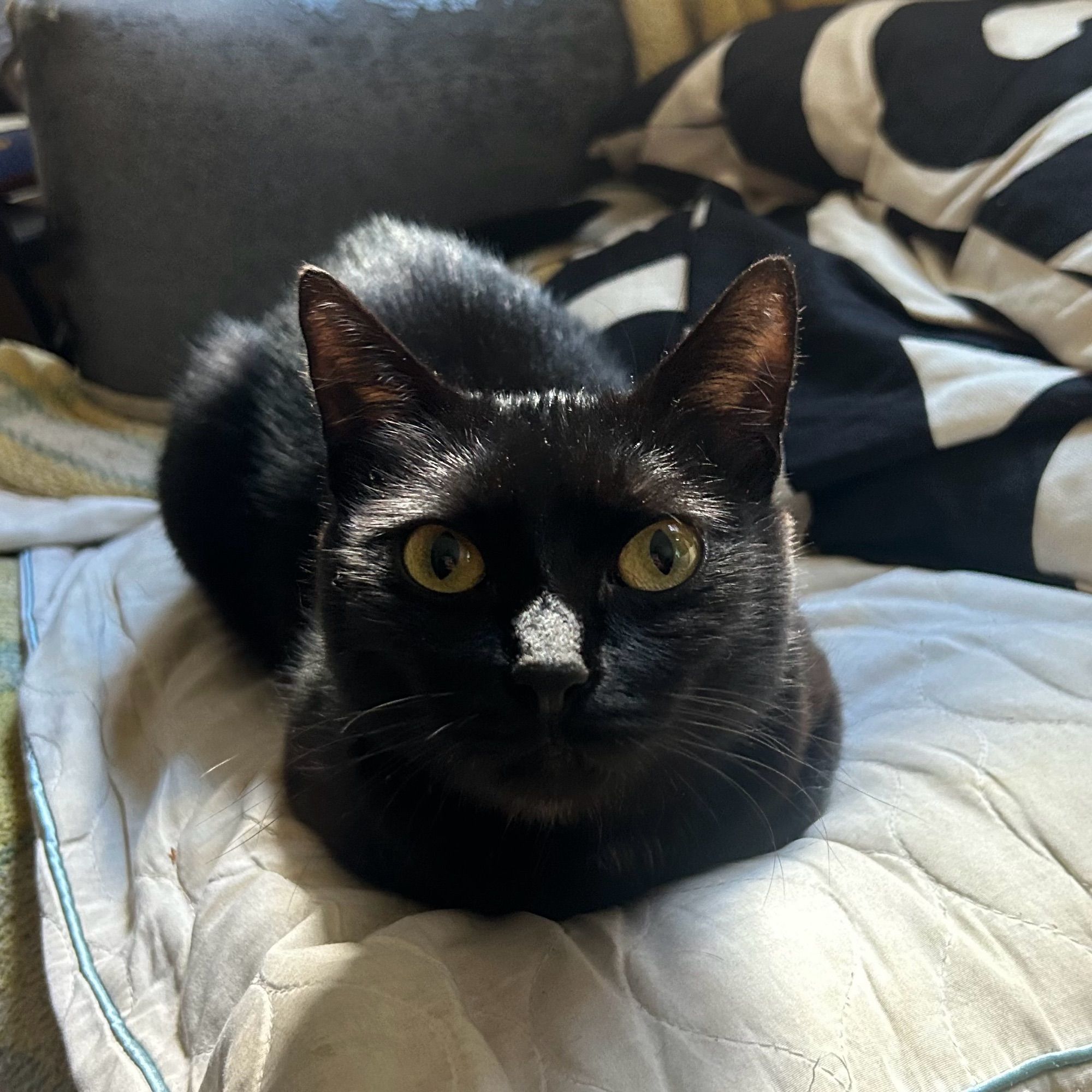 a small black cat loafing on a pillow, backlit by the evening sun