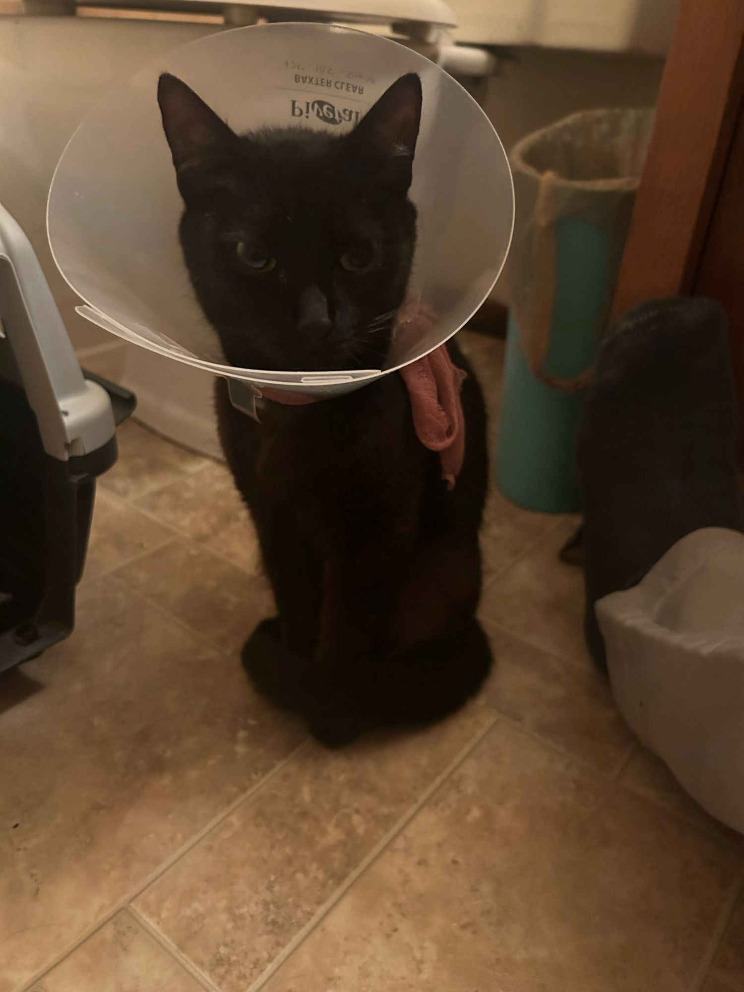 Photo of a black cat in a cone sitting upright with her tail coiled demurely around her feet