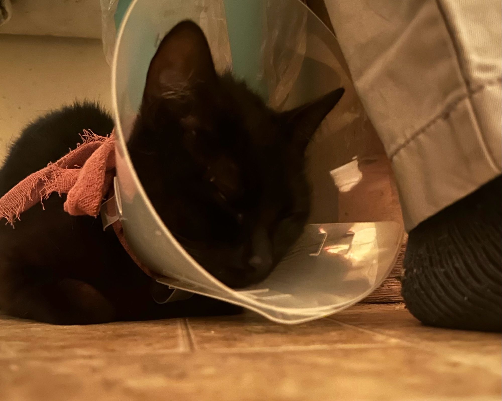 Photo of a black cat in a cone sleeping peacefully by my foot