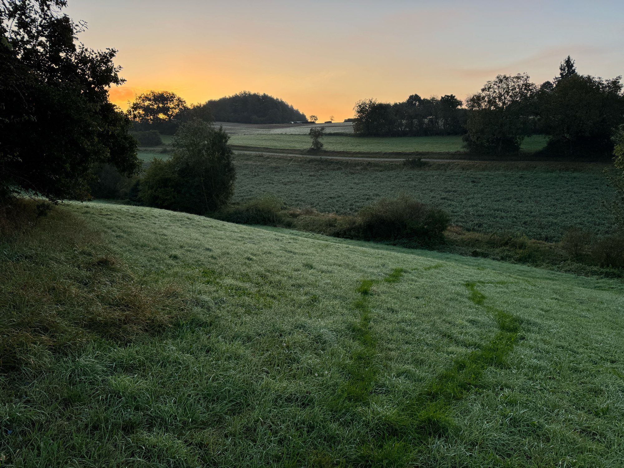 In the foreground, a hillside Meadow covered in dew. Two dark trails showed the path the dog and I took. In the background, the sky is a Rosie pink waiting for the sunrise.