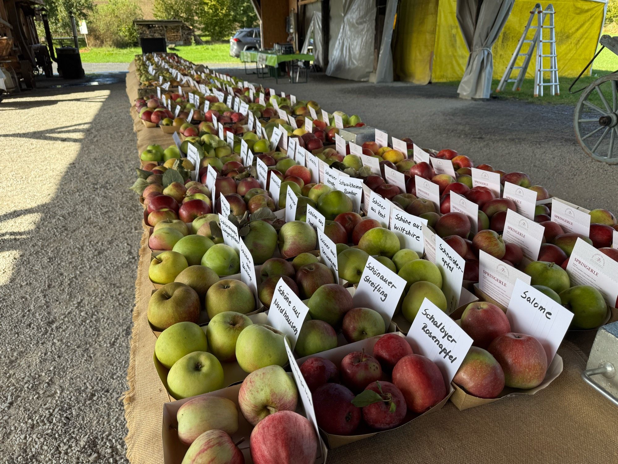 Along table covered in cardboard containers each with a different apple or pair variety in it. About 250 varieties.