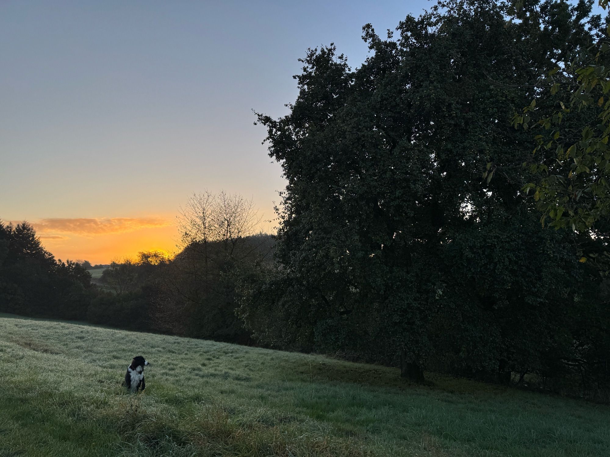 On the right in the mid ground, a 15 meter tall pear tree. On the left four ground a border collie sitting. The background of the left the sky just before the sunrise.