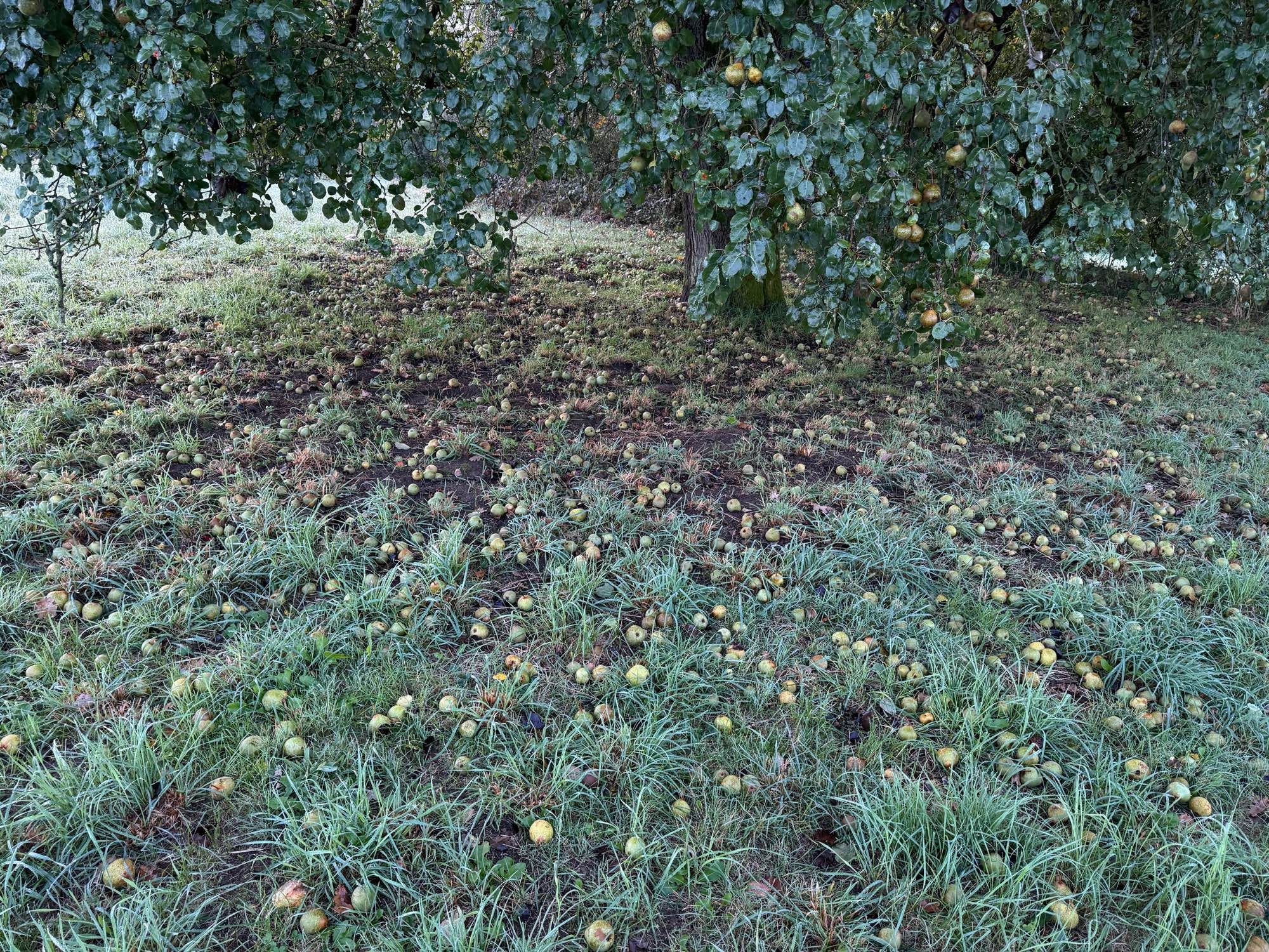 The ground under a large pear tree littered with pears.