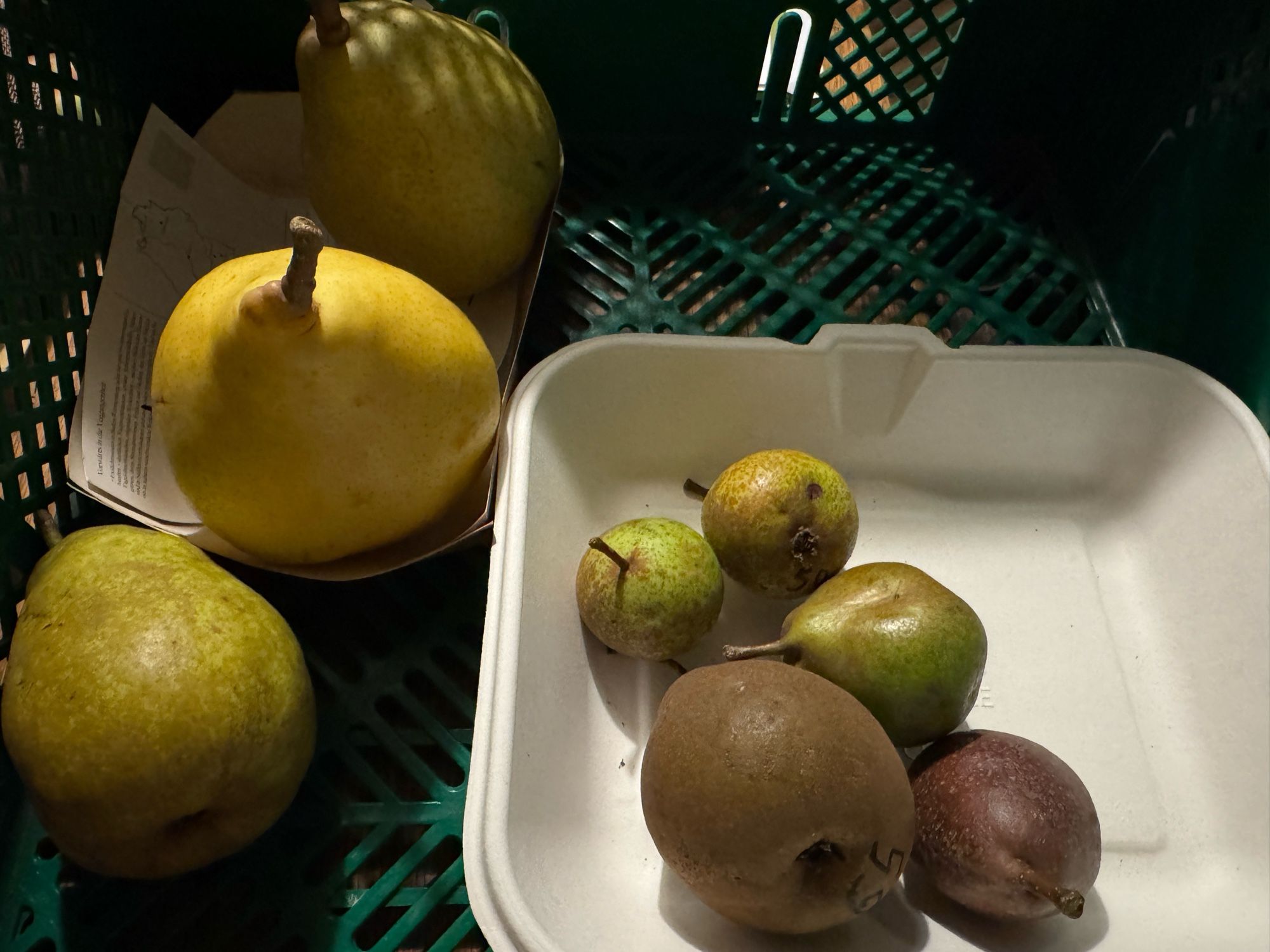 Random pears in a Box.