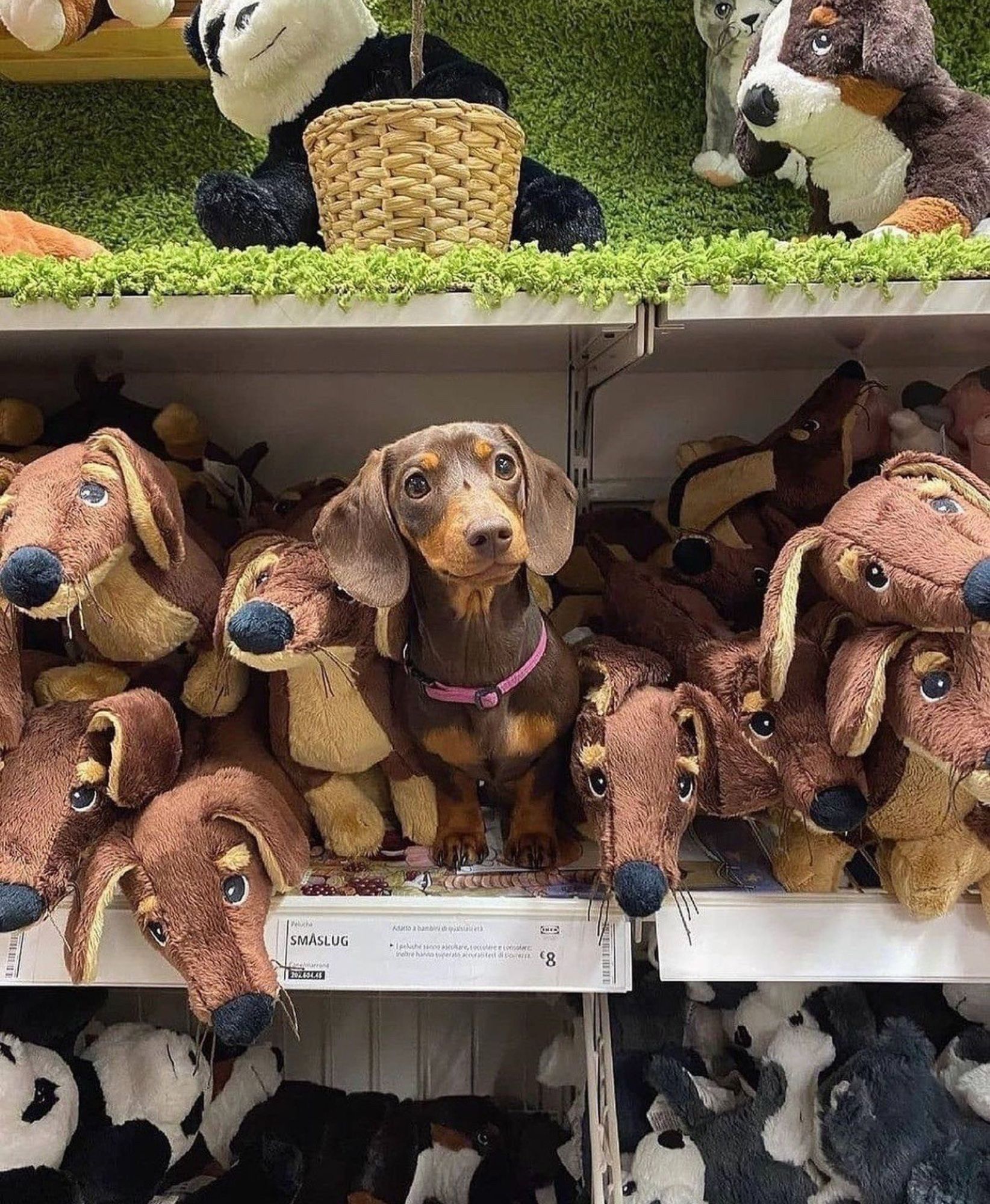 Un chien parmi des jouets dans un magasin