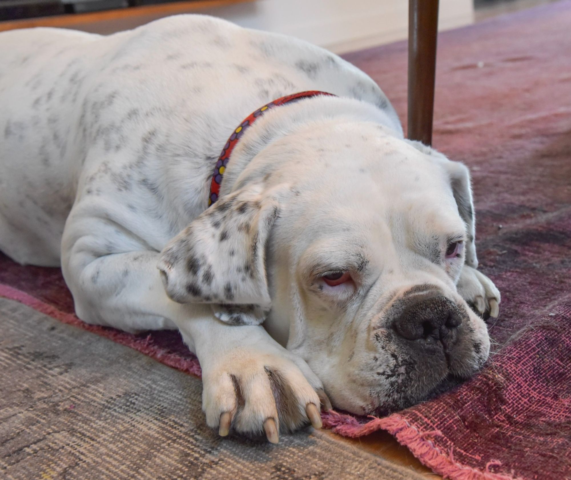 A big white American bulldog with tiny black spots is lying down, belly and chin on the floor, on a purple rug. The rug is wrinkled.