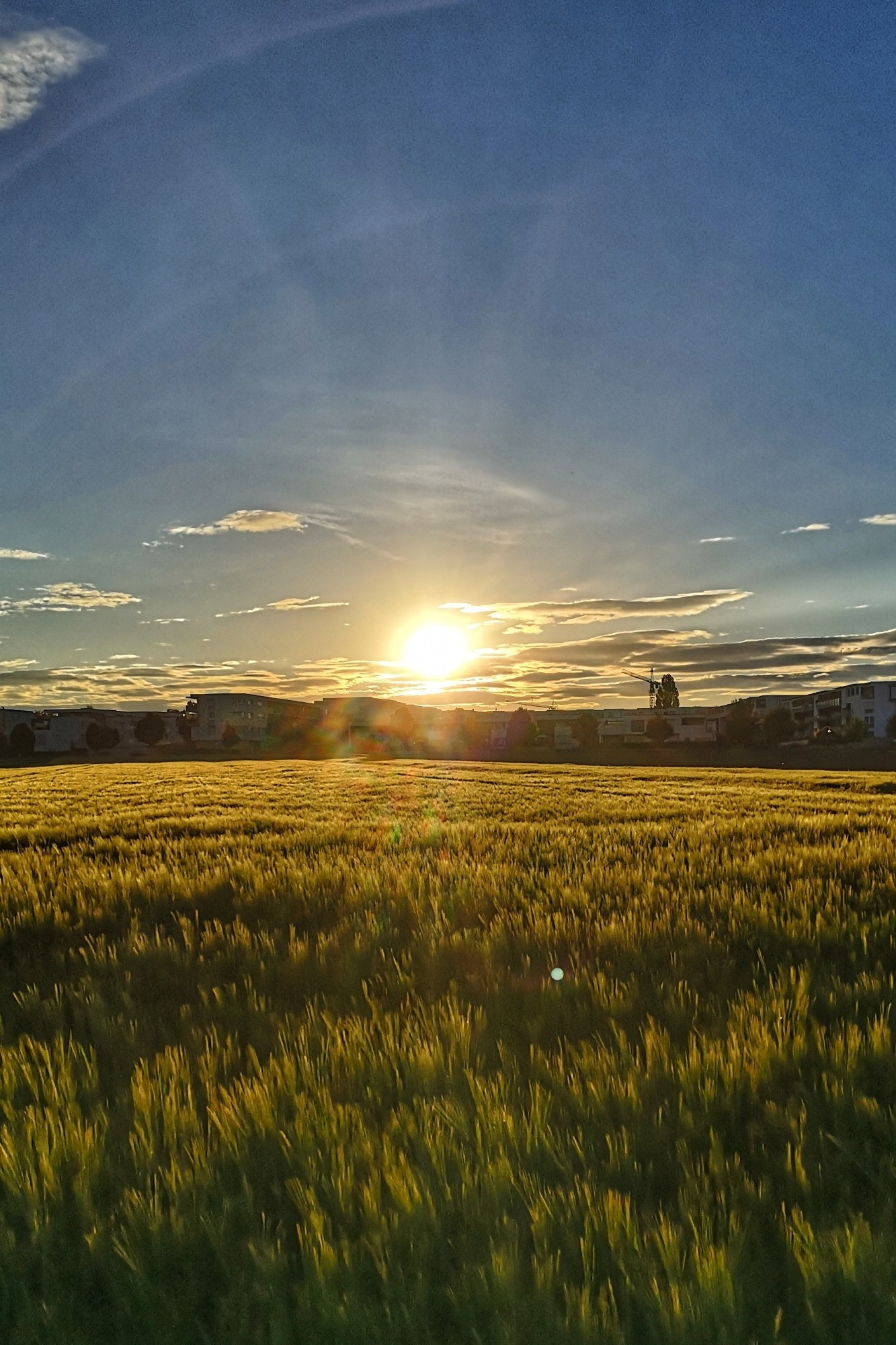 Das Bild zeigt ein weites Feld mit Getreide, das von der tiefstehenden Sonne angestrahlt wird. Die Sonne selbst ist hell und strahlend. Der Himmel ist größtenteils klar und blau, mit einigen wenigen weißen Wolken, die die Sonne teilweise verdecken. Am Horizont sind die Silhouetten von Gebäuden zu erkennen.