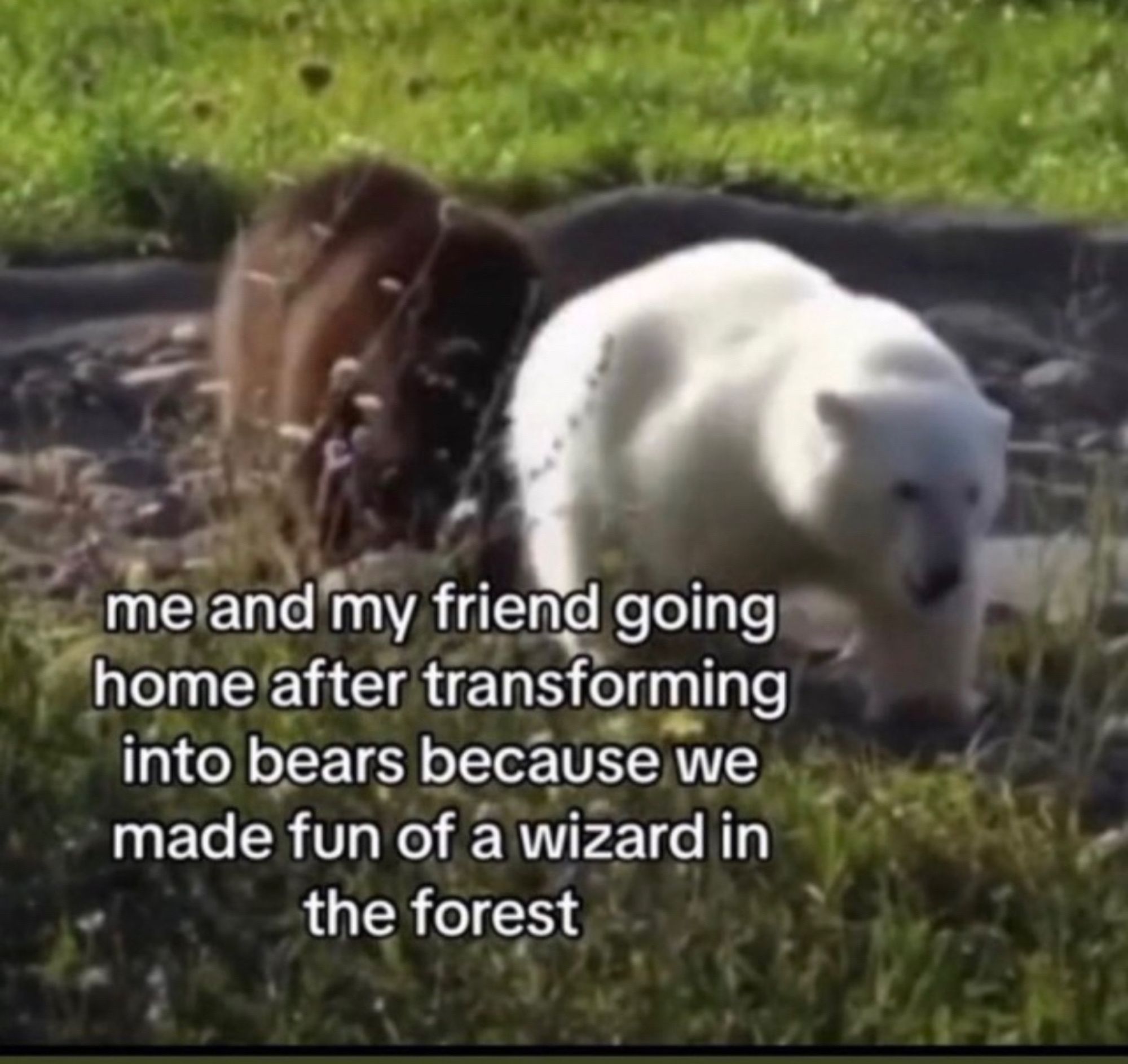 a screenshot of a tiktok showing a polar bear walking and a brown bear walking behind, and they are surrounded by grass