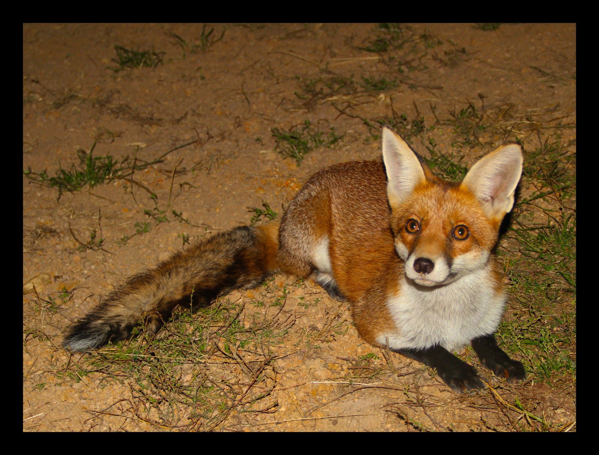 A photo of miss fox sat down on the ground with her tail out, looking up and showing off those eyes and ears, with her little black paws out in front of her.