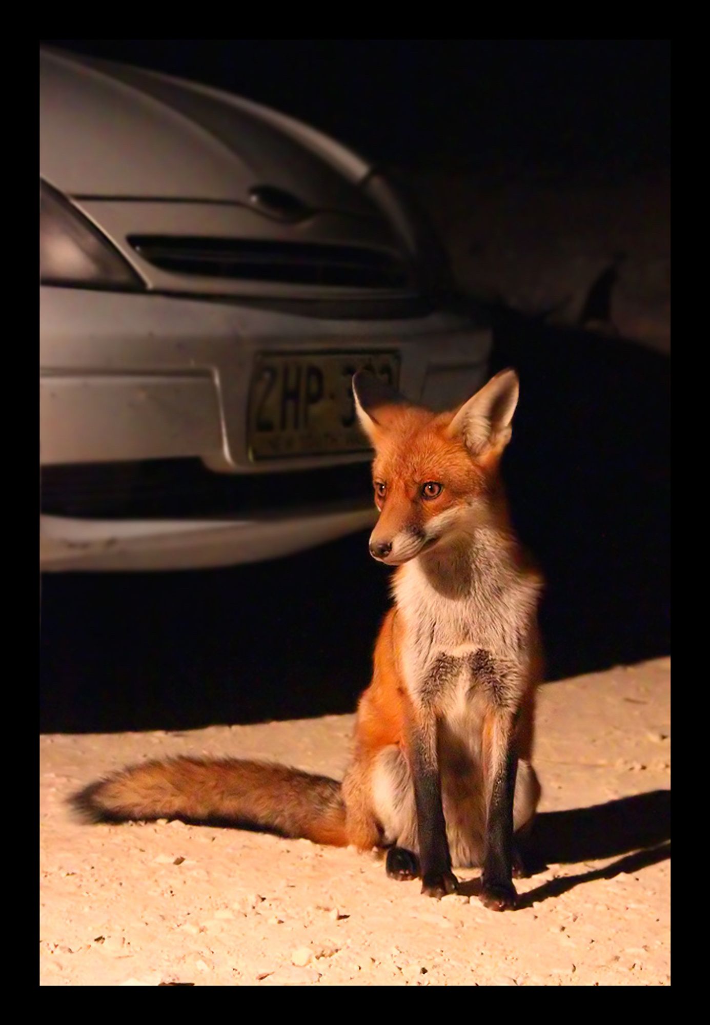 A photo of miss fox looking elegant and sitting with her arse planted on the driveway and long thin black legs straight up at the front. She looks a touch bemused. Behind her is an AU Falcon oi oi oi