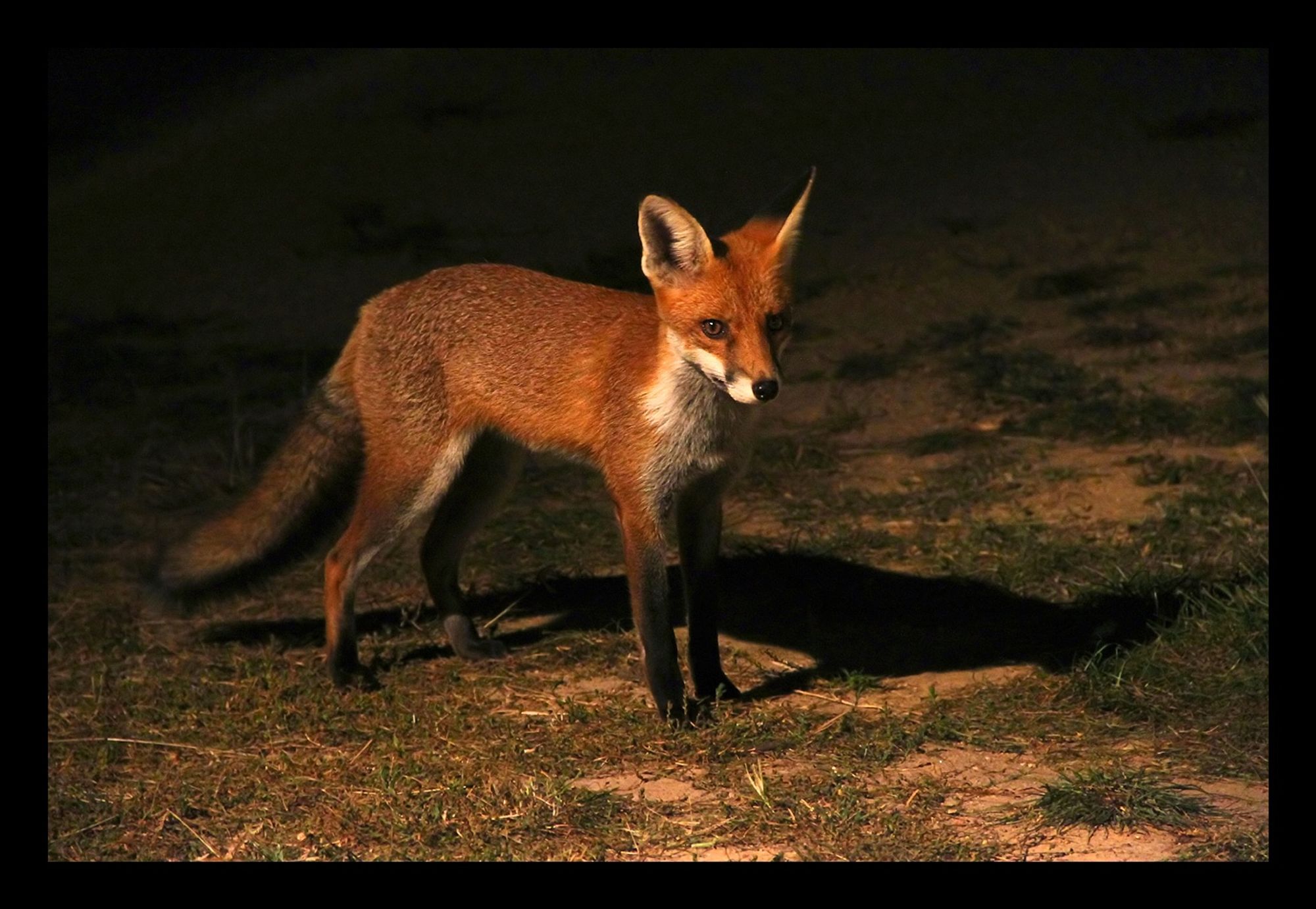 A photo of miss fox, standing in red in the shadows out from the verandah at the old farm house, looking slim and elegant.