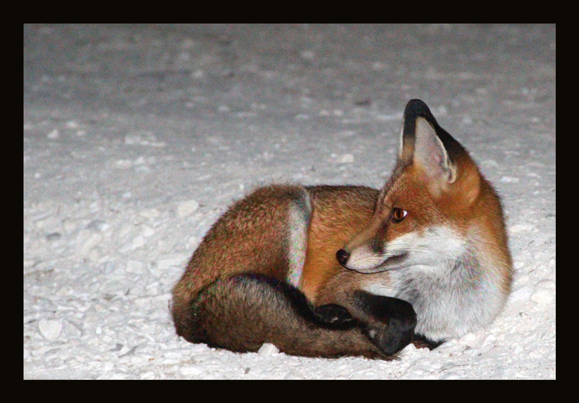 A photo of miss fox curled up comfy in front of the gypsum driveway that looks like snow. She's looking back behind her, with her tail curled beside and ears up.