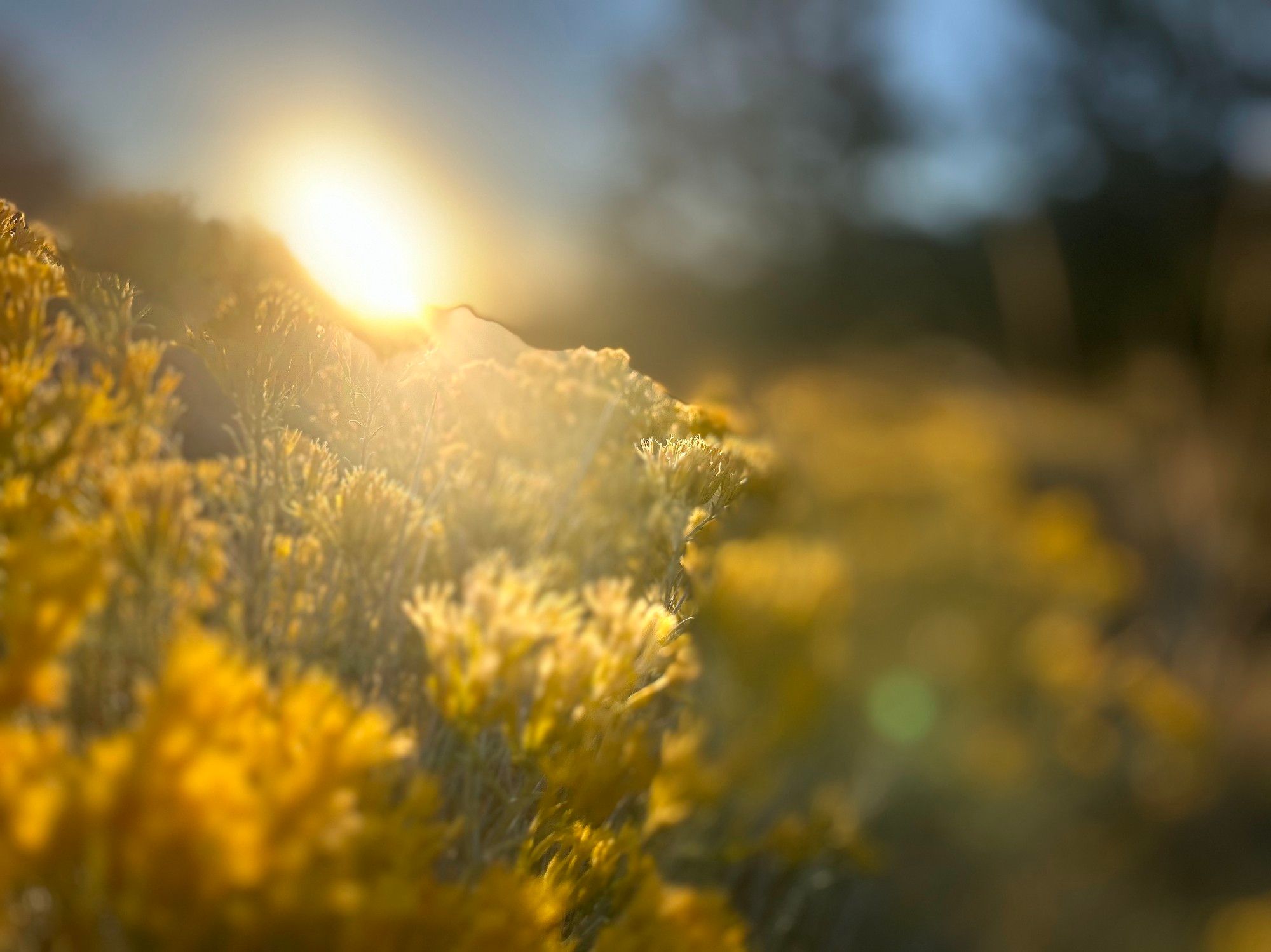 Sunrise and prairie brush