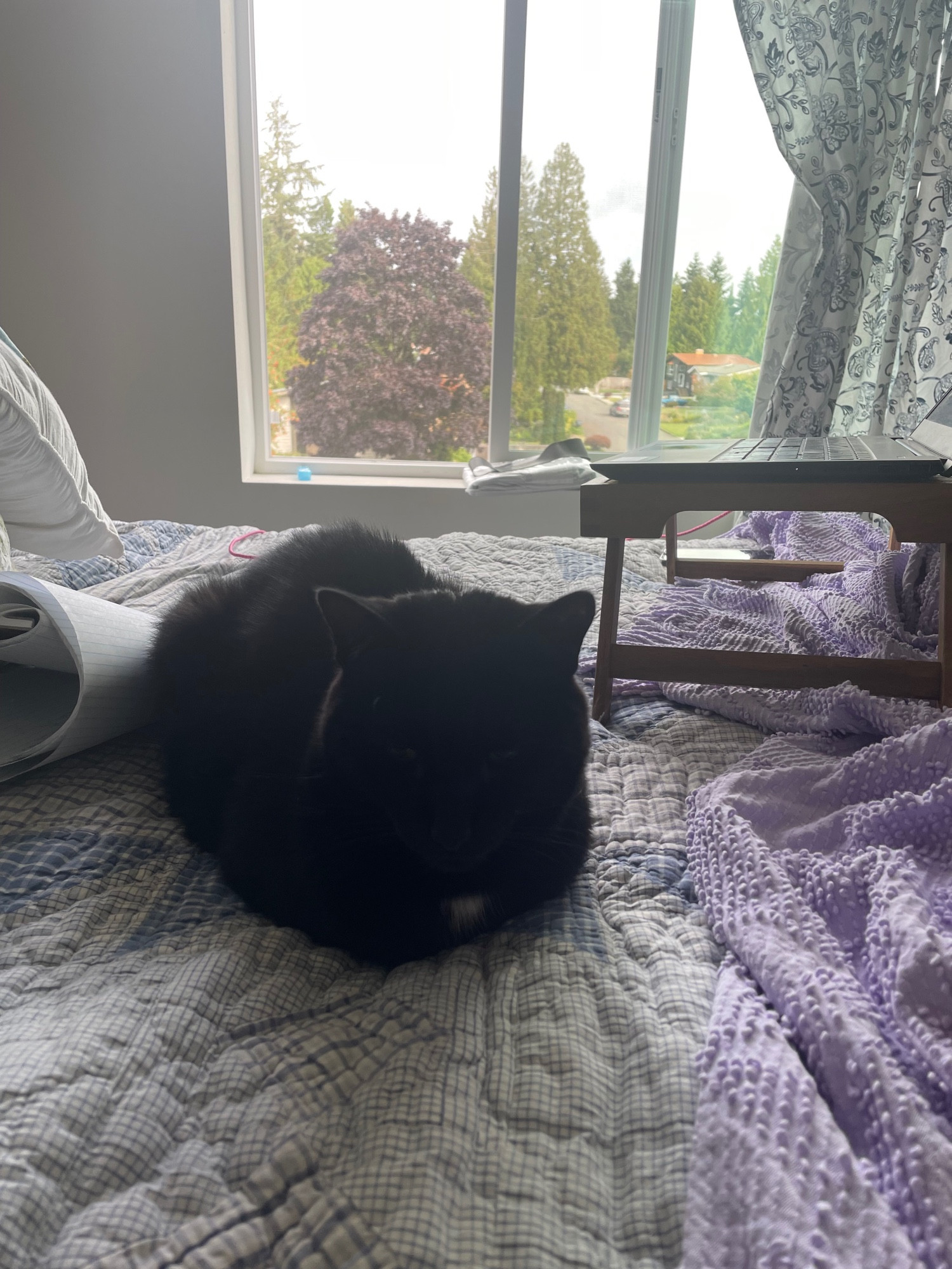 Black cat on a quilt. Window with view of trees