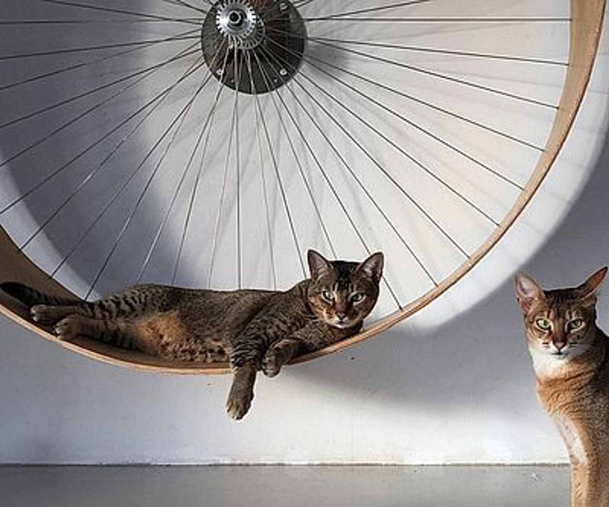 Two cats in front of an exercise wheel made of a bicycle tire