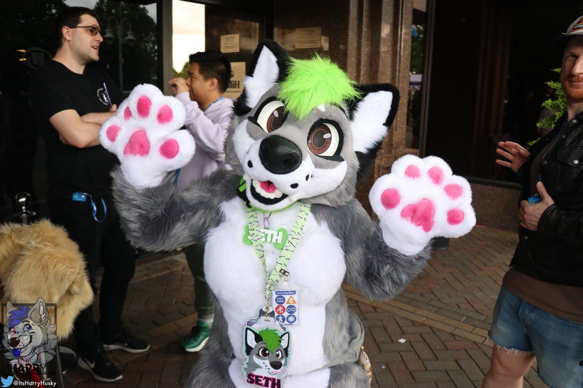 Picture of a grey and white wolfdog fursuit, with green hair and black ears. Standing outside a hotel, with their arms raised up, smiling at the camera. They are wearing a green collar and a green bone name tag which reads "Seth", accompanied by a badge and a "social information" badge; featuring pronouns, disabilities, ect and a grey bum bag/fanny pack with a Blue Tongue Skink plush attached to it.

They are surrounded by friends and their partner, standing in the background. Text in the bottom left says "@Itsharryhusky"