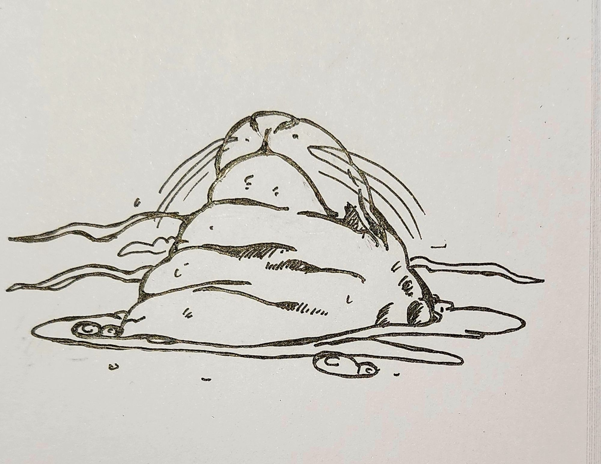 A sketch of a sleeping harbor seals with many neckrolls.