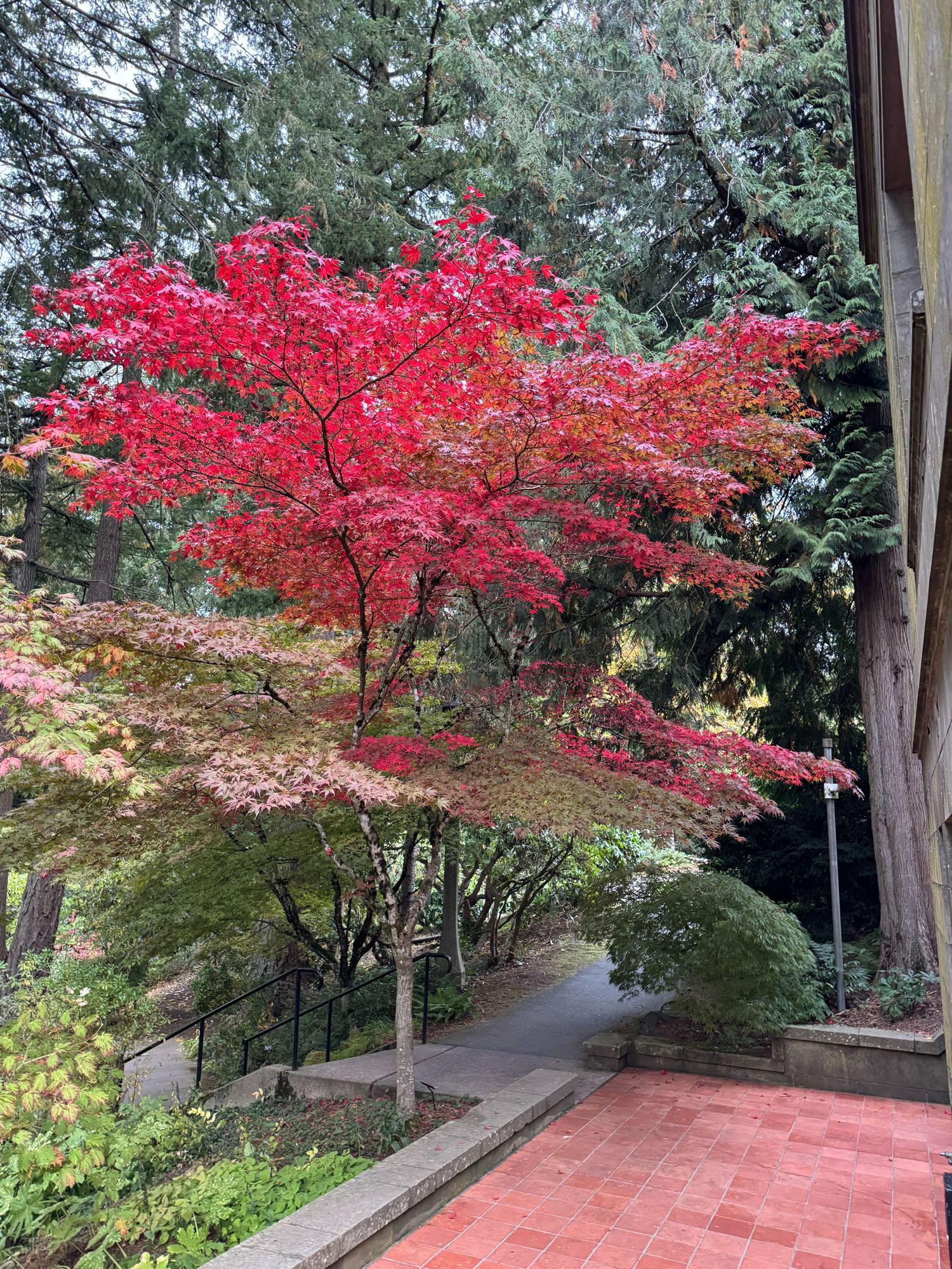 Tree at the top of a staircase, at a walking path intersection, that has turned bright run with the season change 