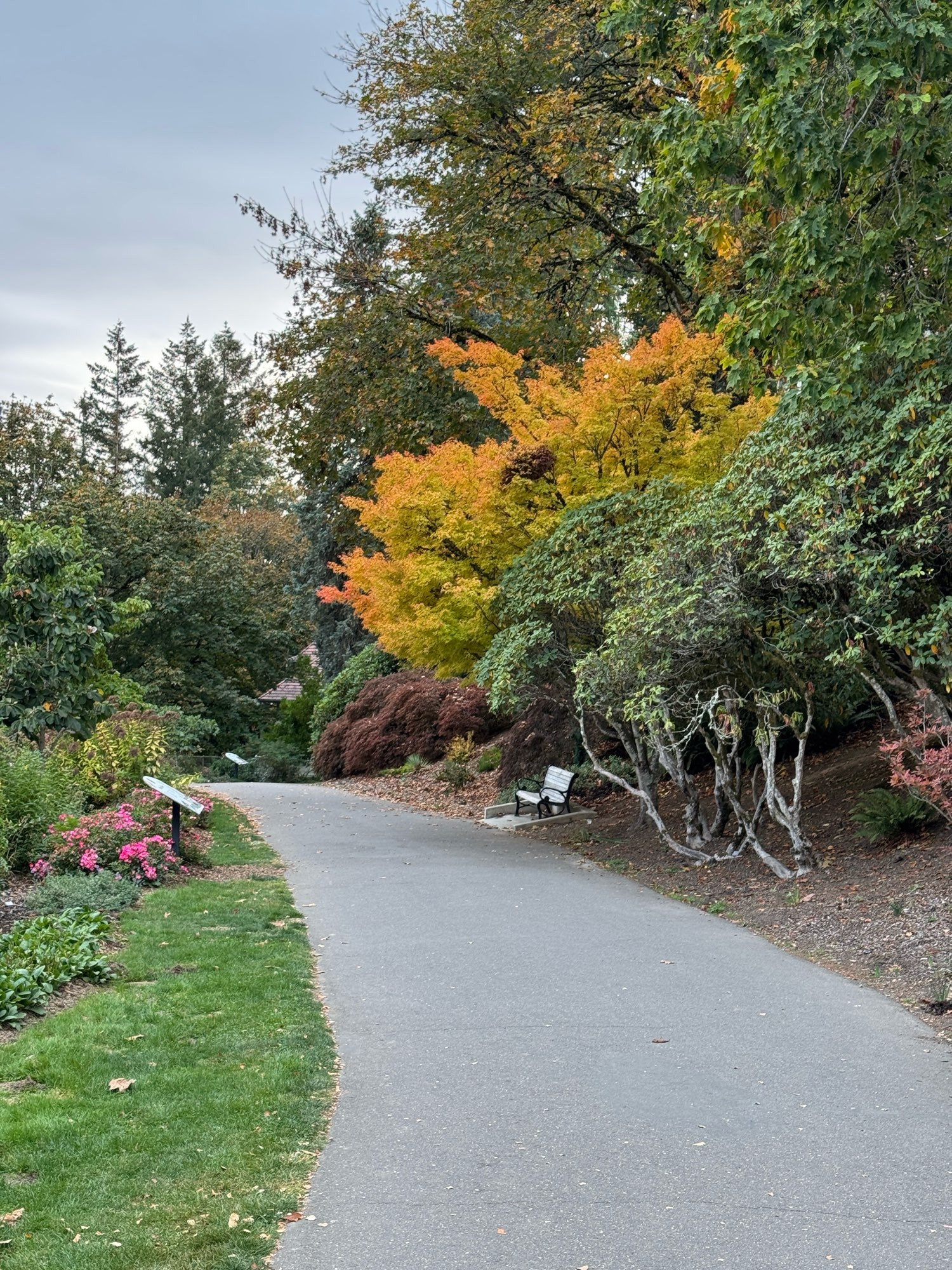 Walking path with autumn colors starting to show on a maple tree