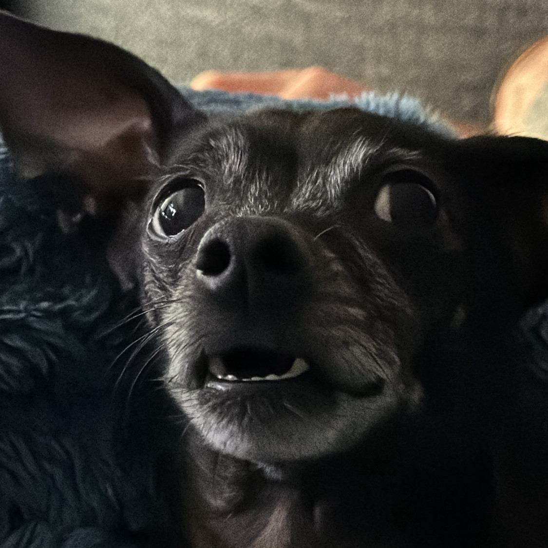 A dark colored chihuahua mix showing teeth.