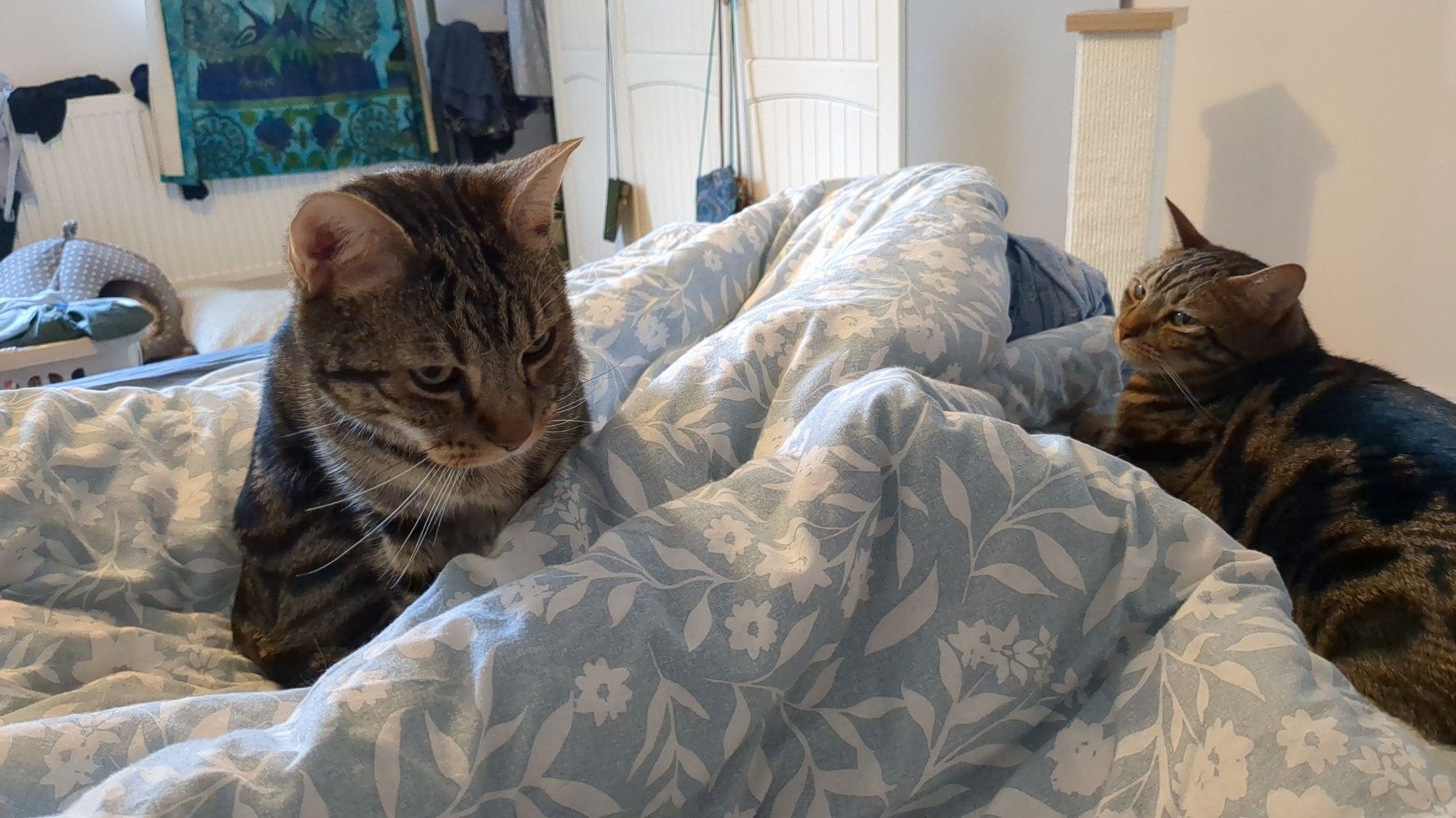 Two tabby cats snuggling amid a disordered duvet