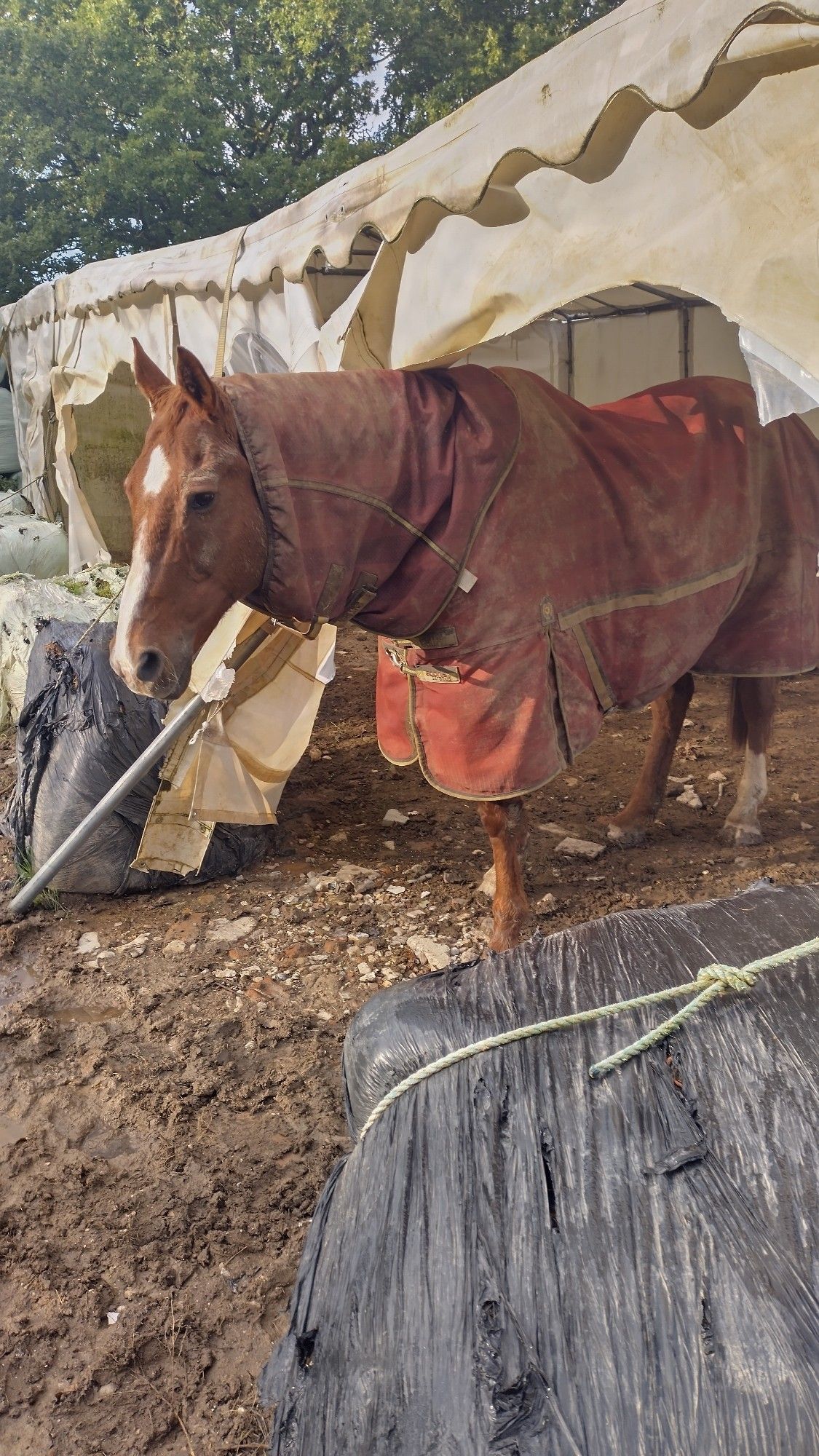 A red horse in a red coat standing under the archway of a white marquee